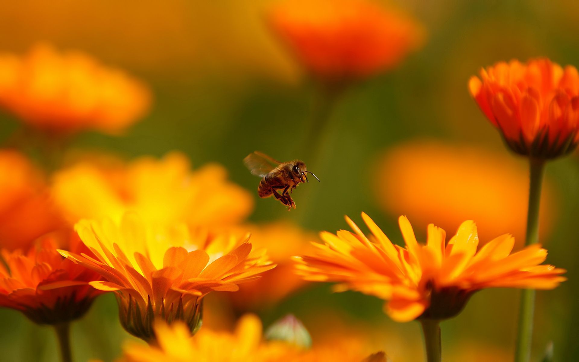 bee, flower, macro, insect, flight 1080p