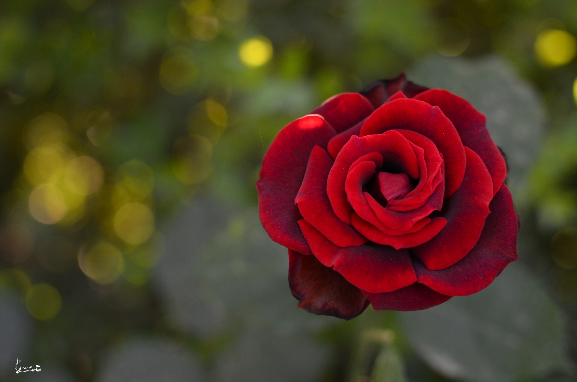 flower, macro, rose flower, rose 4K for PC