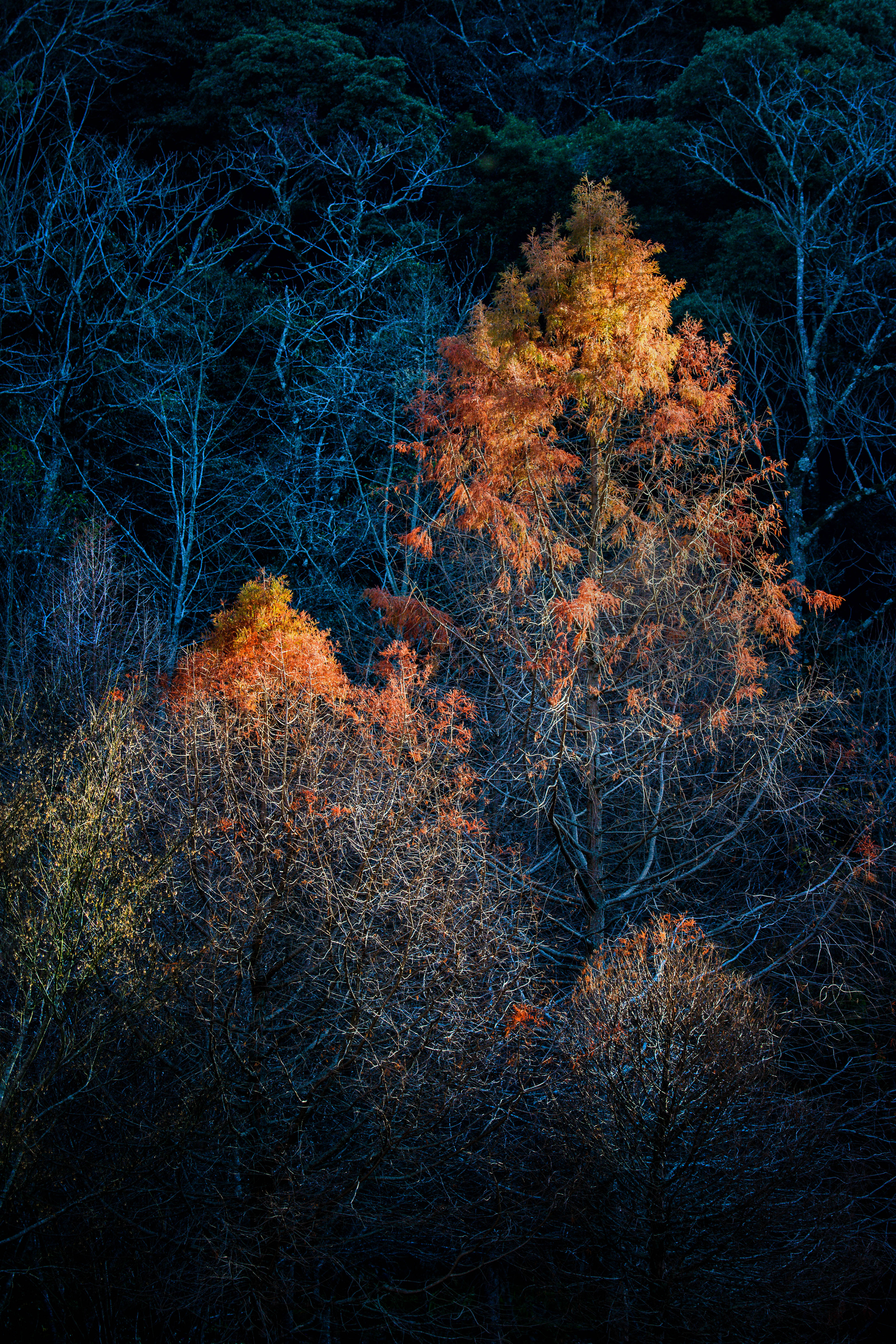Скачать картинку Природа, Деревья, Ветки, Темный, Осень в телефон бесплатно.
