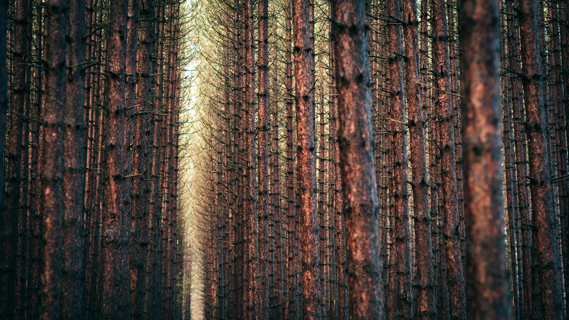 Téléchargez gratuitement l'image Forêt, Terre/nature sur le bureau de votre PC