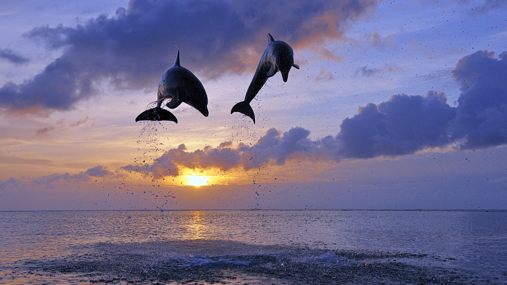 Laden Sie das Tiere, Delfin, Großer Tümmler-Bild kostenlos auf Ihren PC-Desktop herunter
