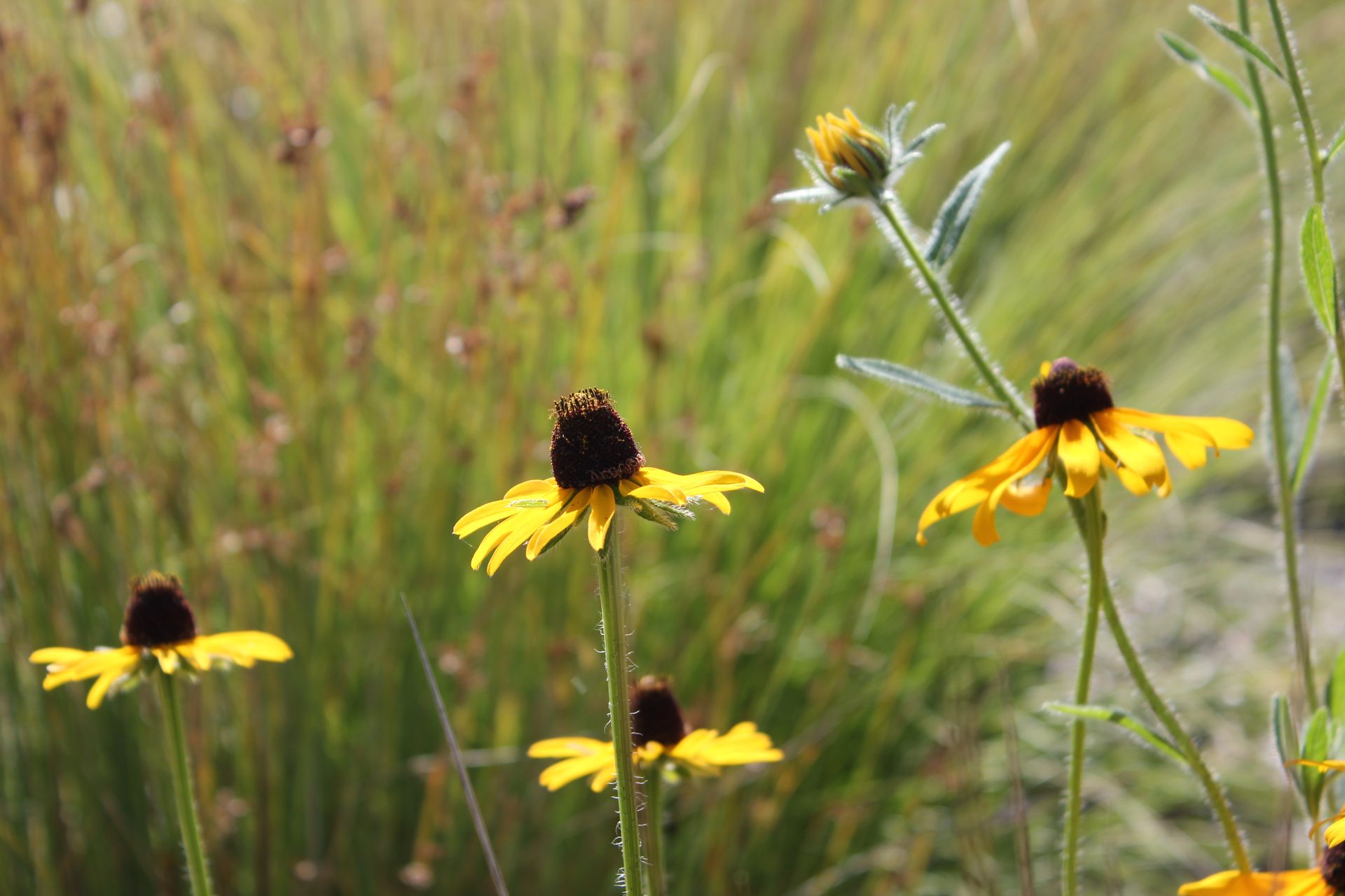 Handy-Wallpaper Blumen, Blume, Erde/natur kostenlos herunterladen.