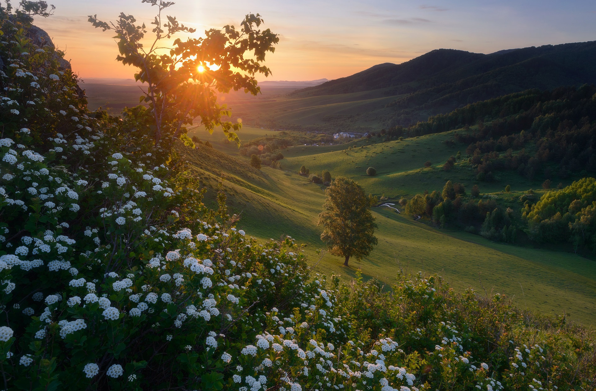 Descarga gratis la imagen Paisaje, Amanecer, Montaña, Flor, Bosque, Tierra/naturaleza en el escritorio de tu PC