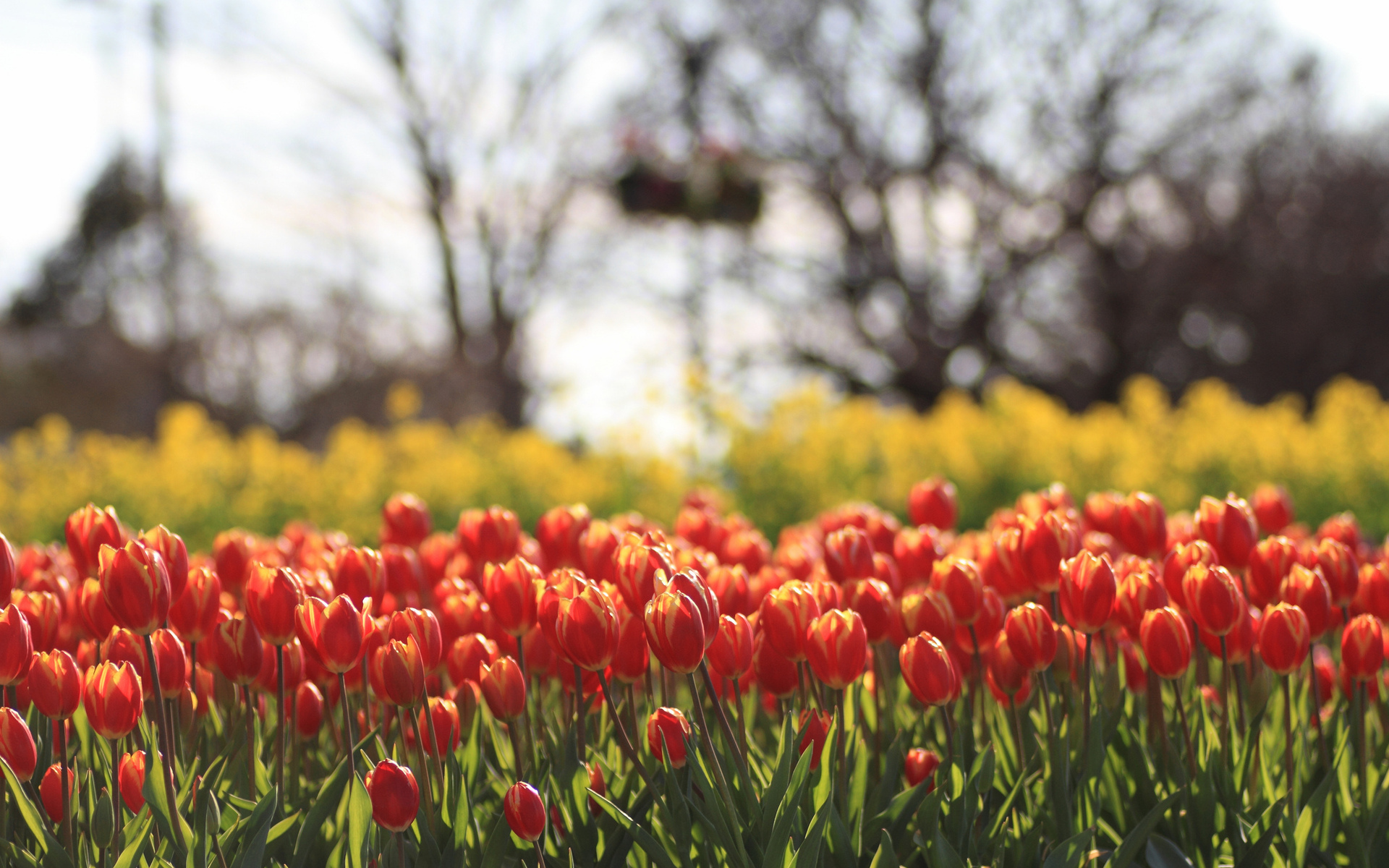 Free download wallpaper Nature, Flowers, Tulips, Landscape, Plants, Fields on your PC desktop