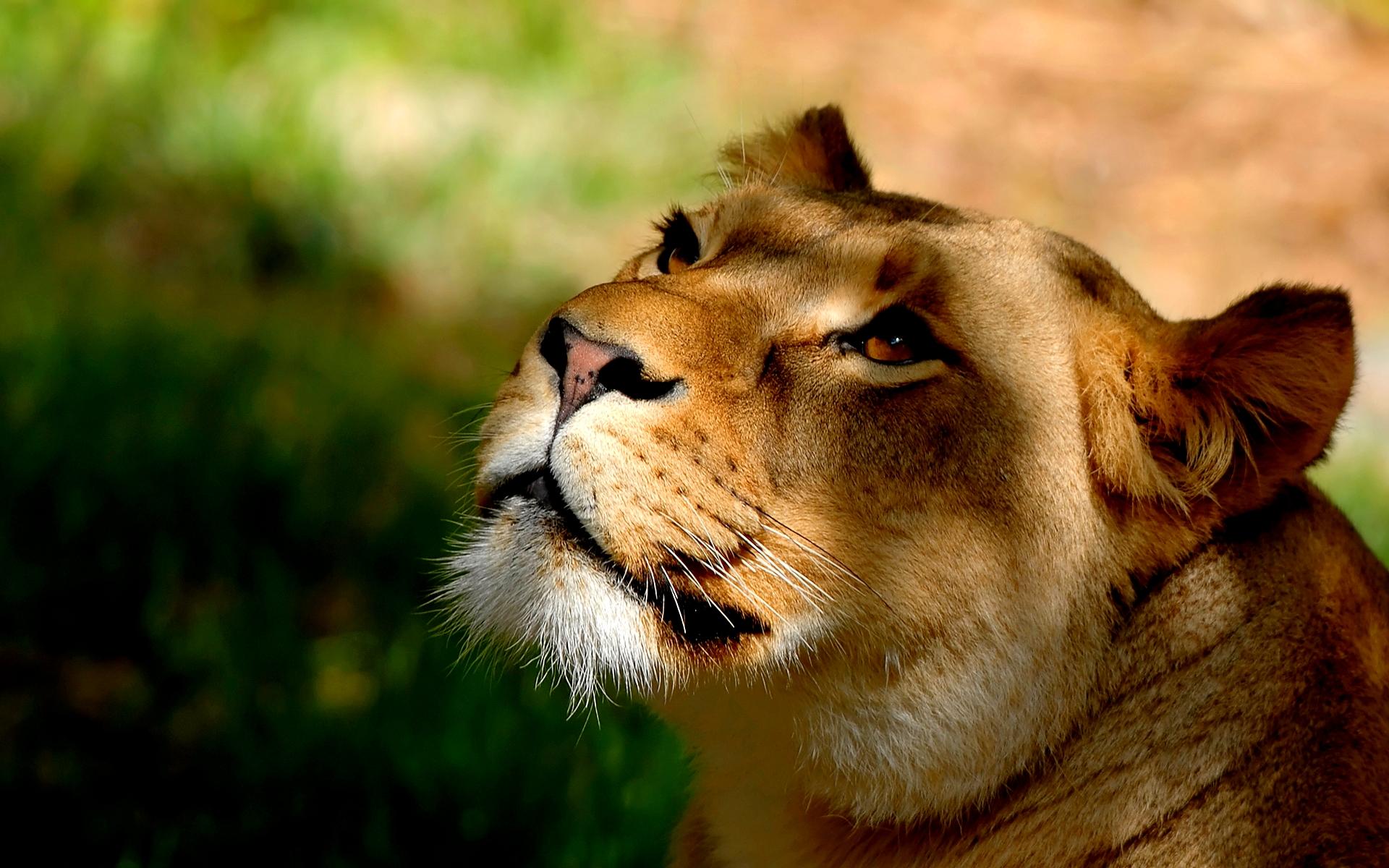 377998 скачать картинку лев, животные, лицо, львица, кошки - обои и заставки бесплатно