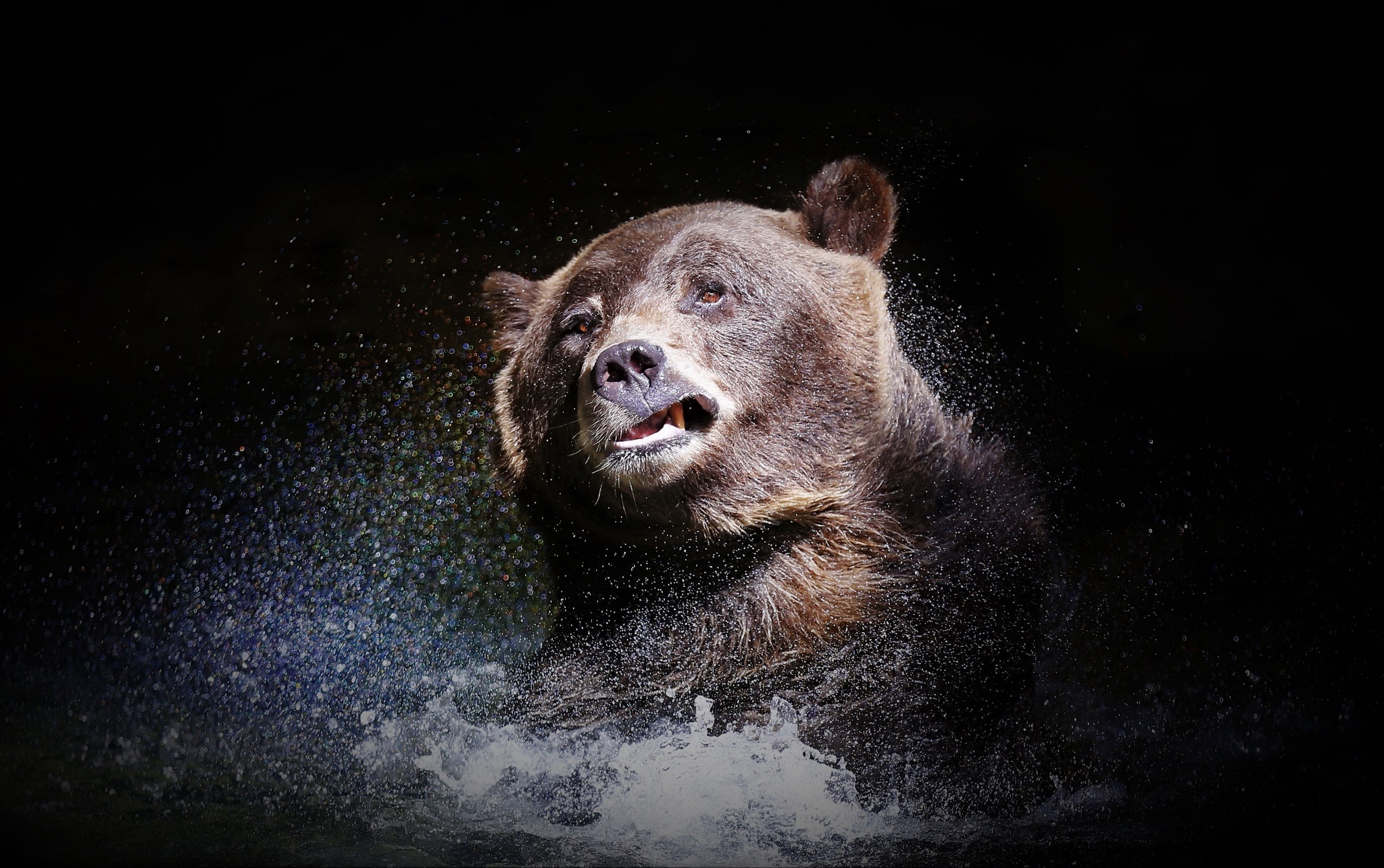 Download mobile wallpaper Water, Bears, Splash, Bear, Animal for free.