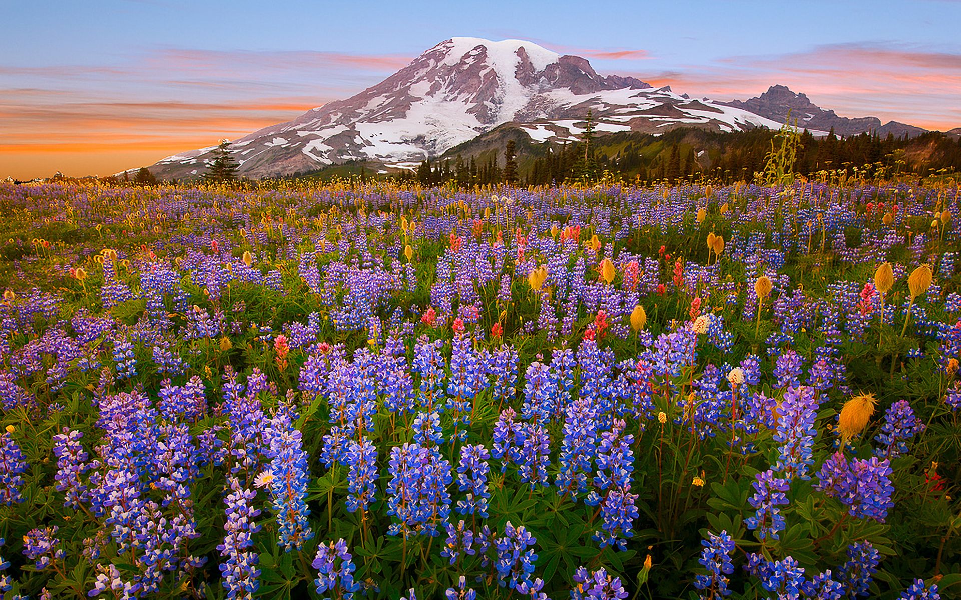 Free download wallpaper Flowers, Mountain, Flower, Earth, Field, Colorful, Spring, Meadow on your PC desktop
