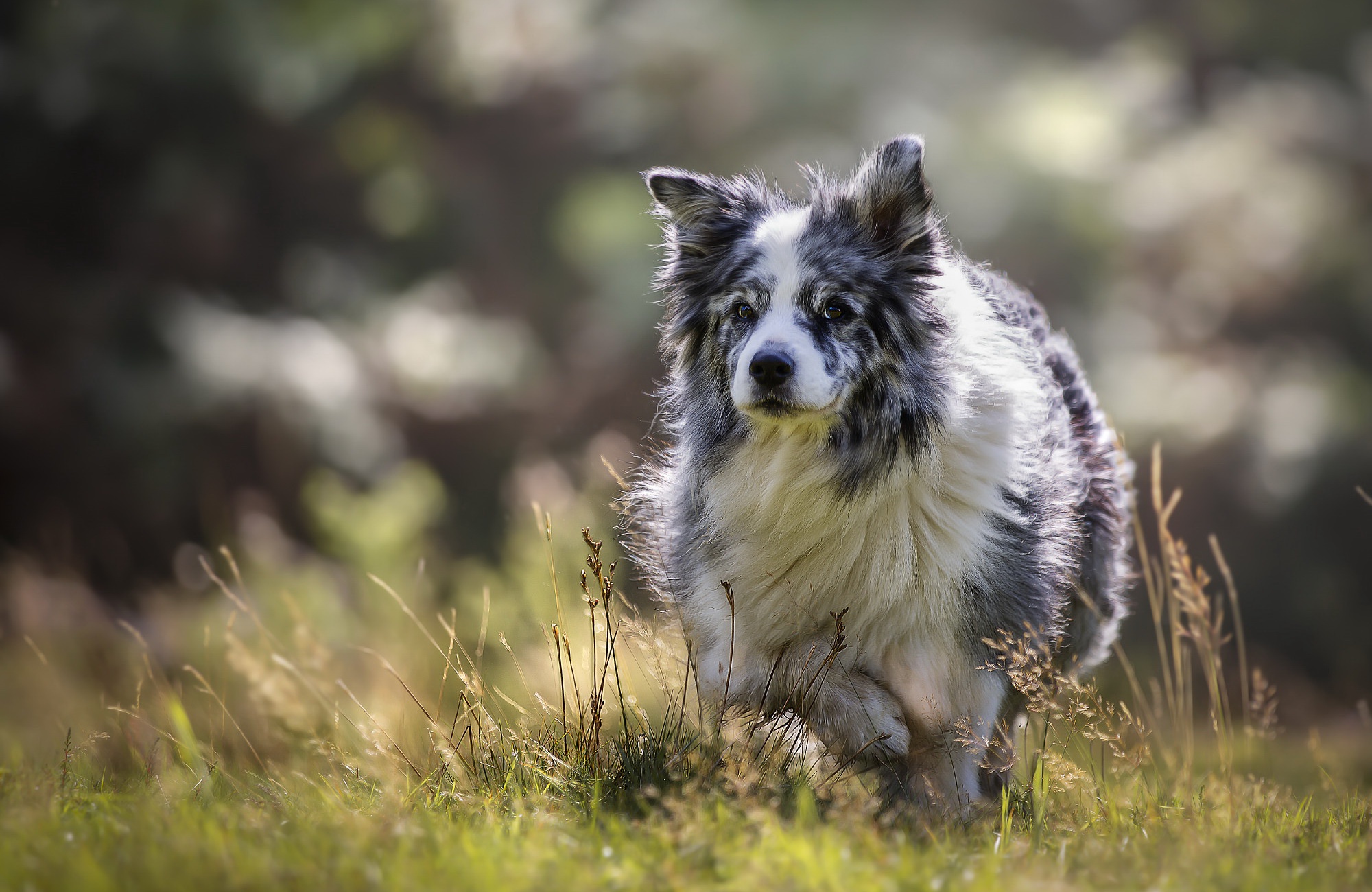 Descarga gratuita de fondo de pantalla para móvil de Animales, Perros, Perro, Collie De La Frontera.