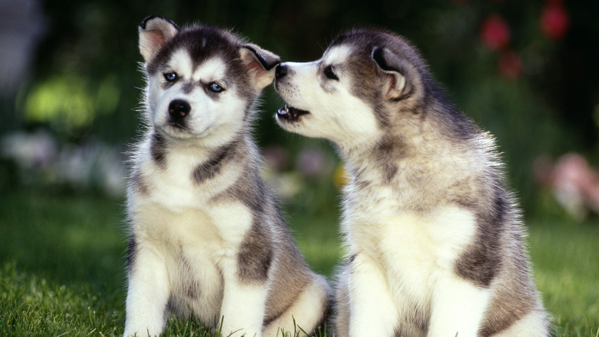Laden Sie das Tiere, Hunde, Hund, Süß, Welpen, Schlittenhund-Bild kostenlos auf Ihren PC-Desktop herunter