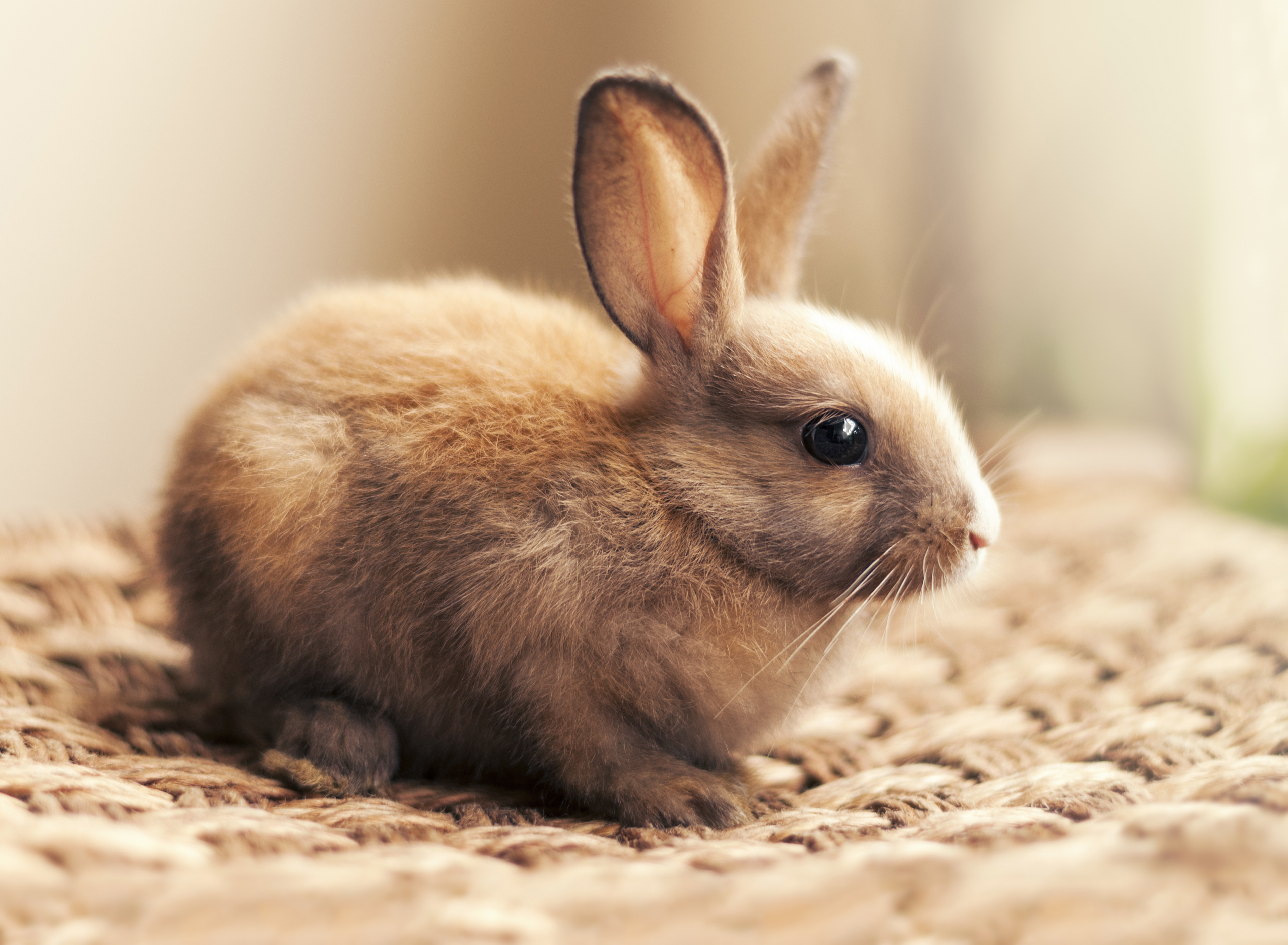 Free download wallpaper Animal, Rabbit on your PC desktop