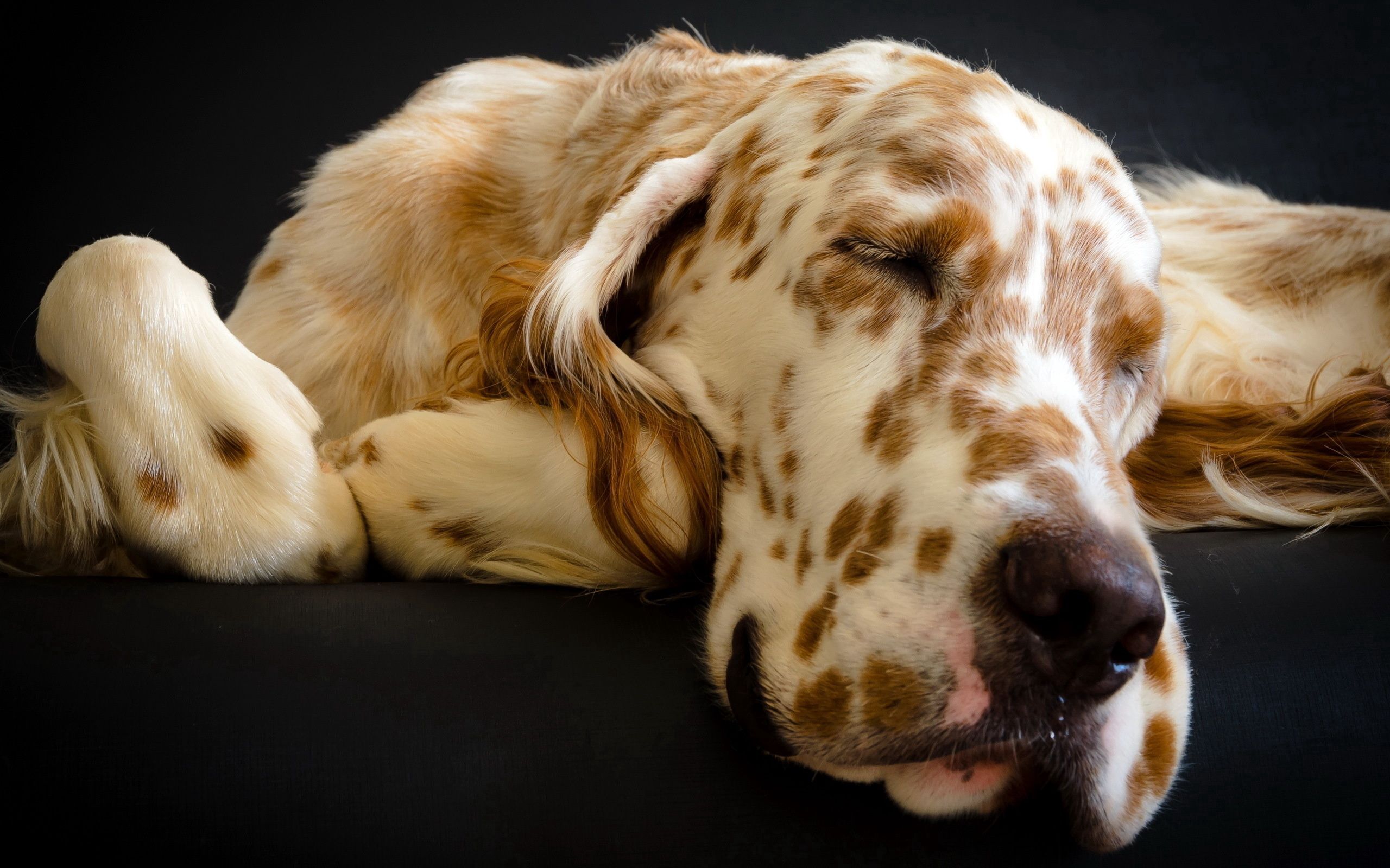 animals, dog, muzzle, spotted, spotty, sleep, dream images