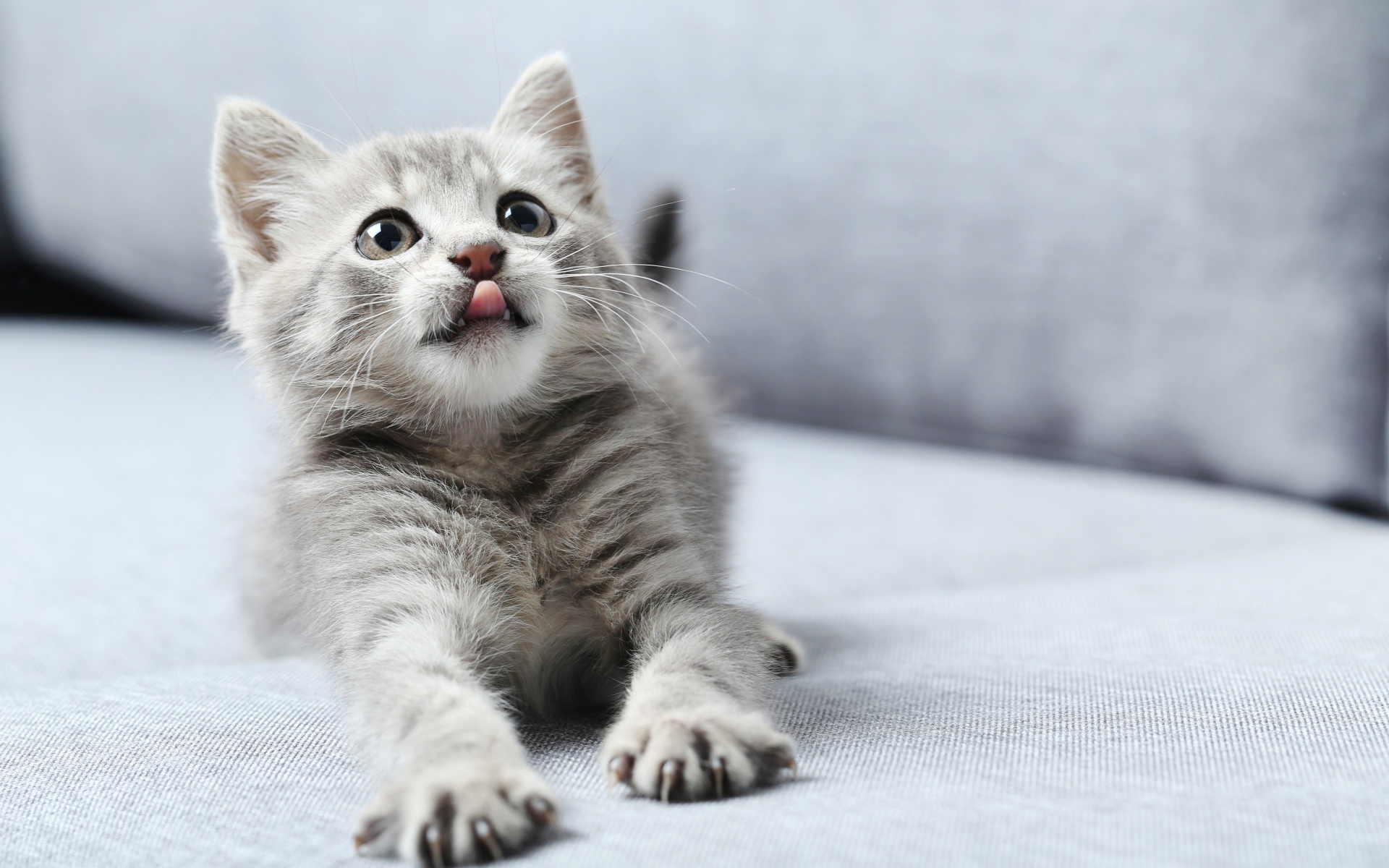 Téléchargez gratuitement l'image Animaux, Chats, Chat, Chaton, Bébé Animal sur le bureau de votre PC