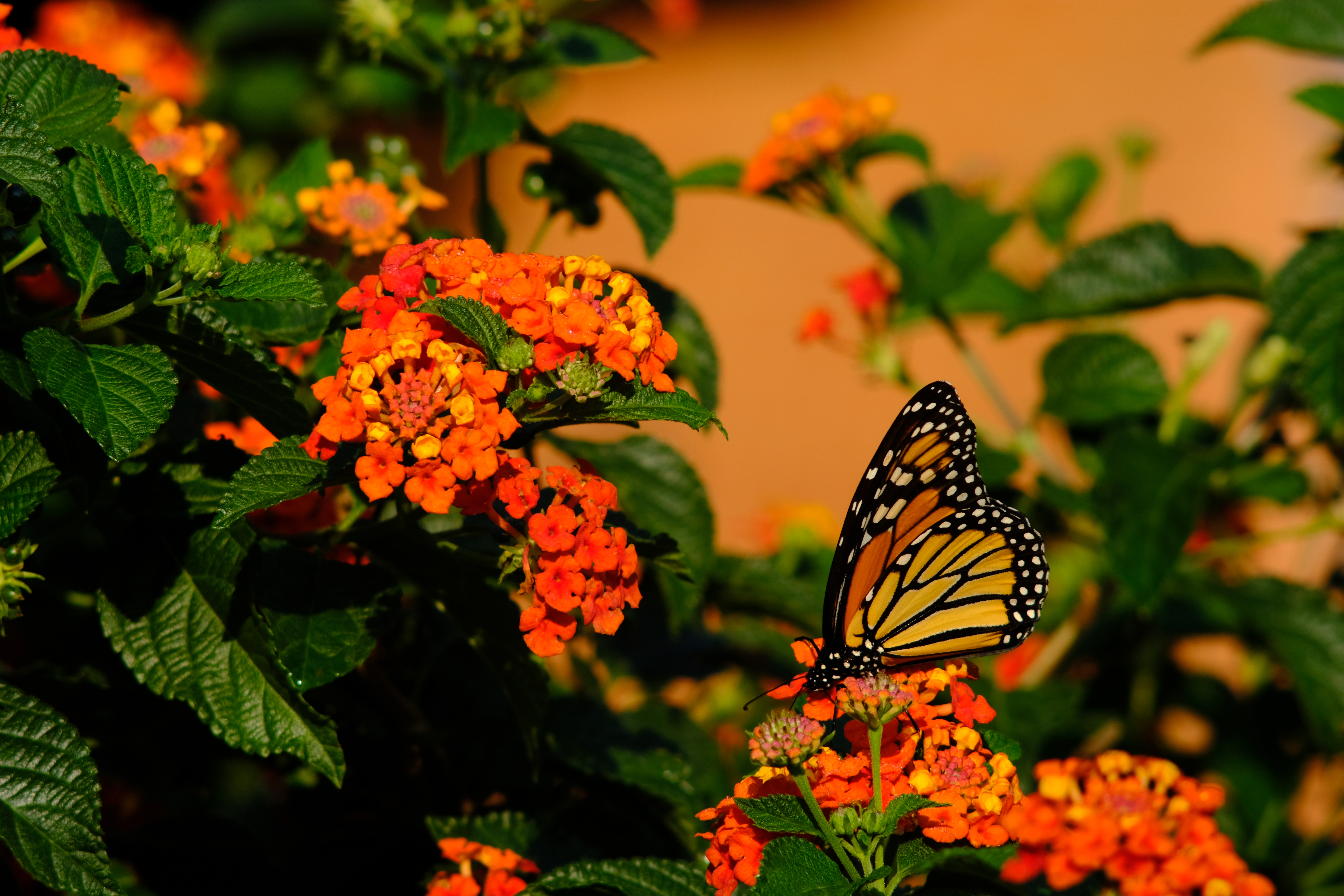 無料モバイル壁紙昆虫, 大きい, マクロ, バタフライ, 褐色, フラワーズ, 蝶をダウンロードします。