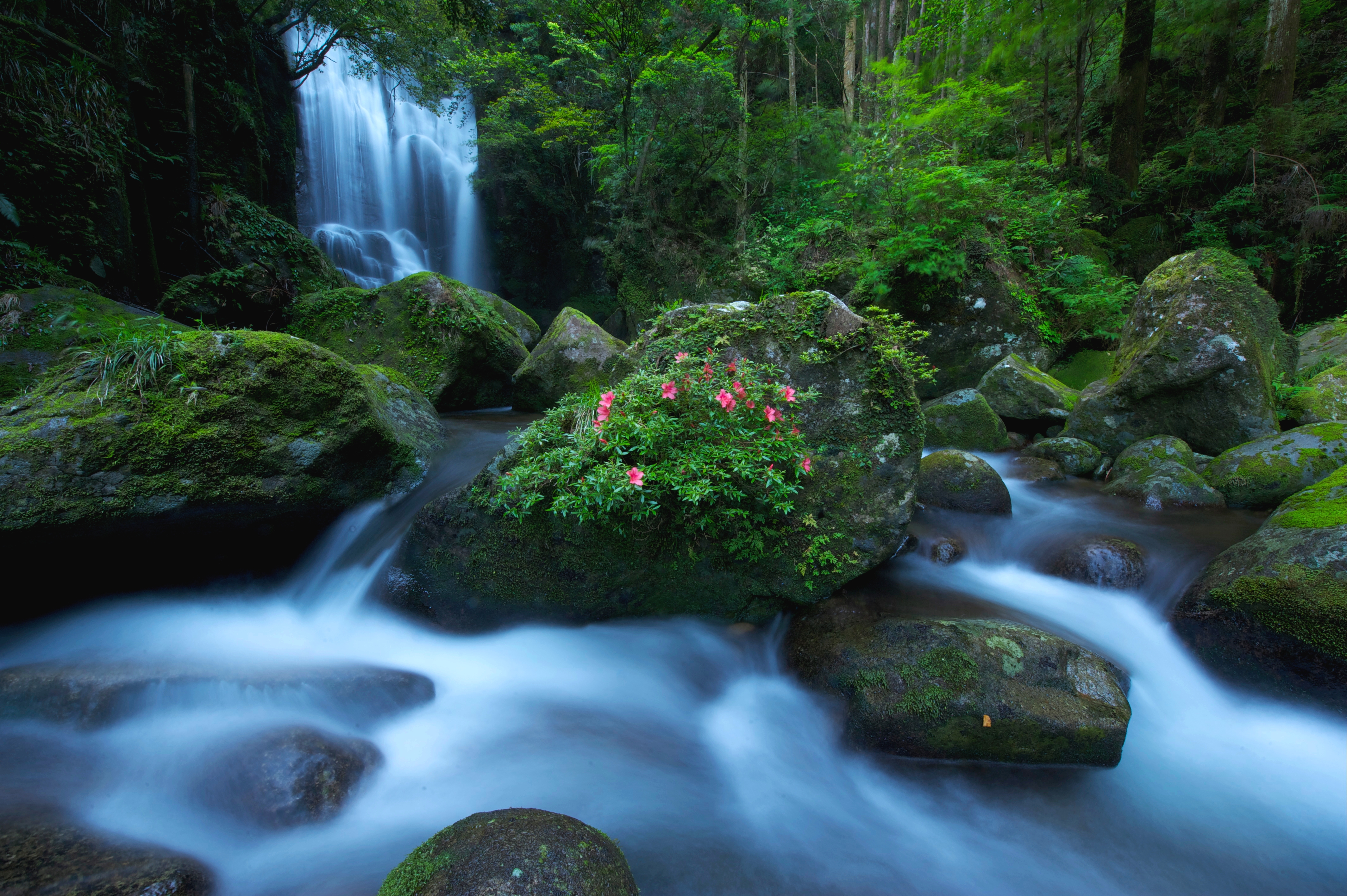 Download mobile wallpaper Waterfalls, Flower, Waterfall, Forest, Tree, Earth for free.
