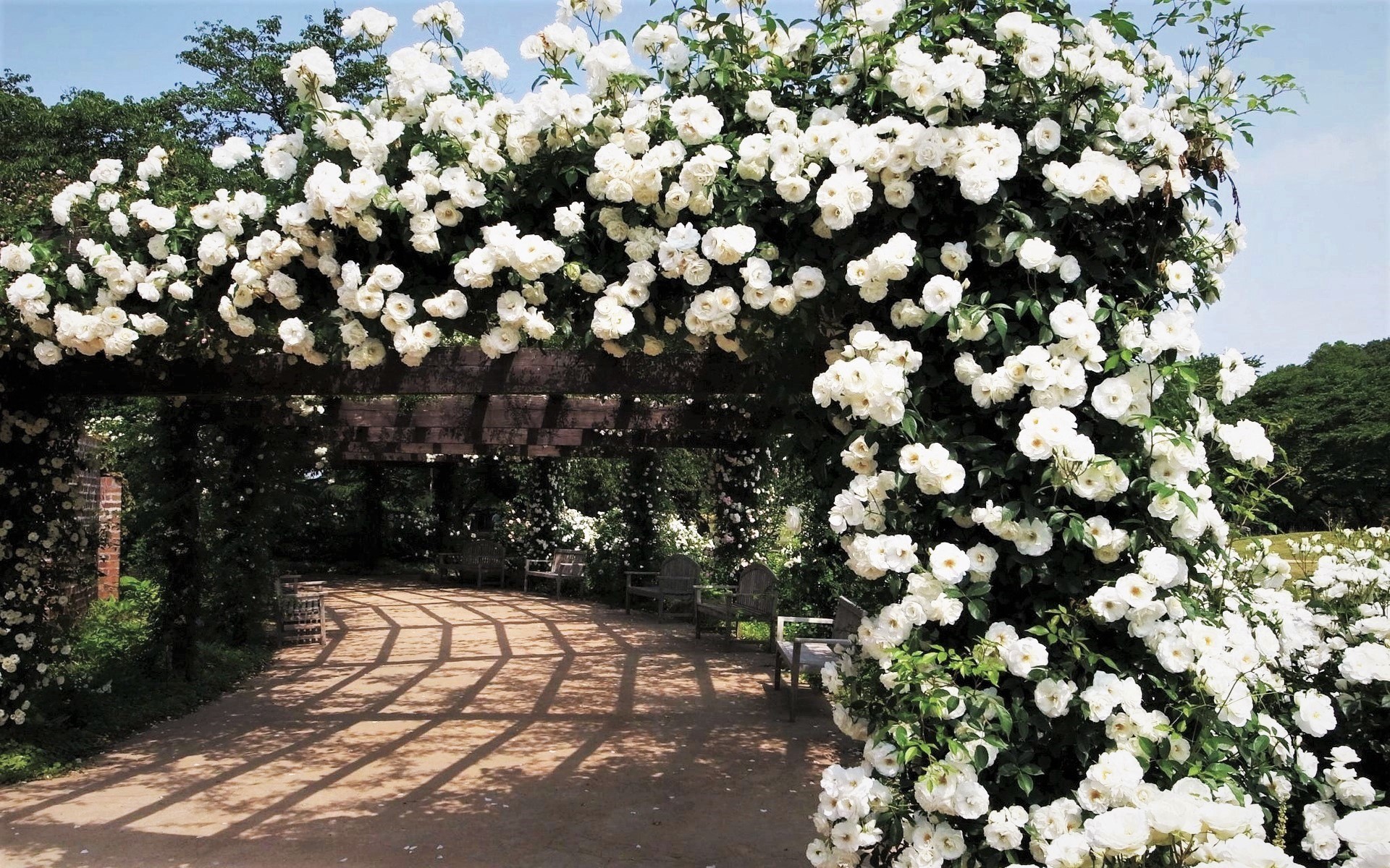 879075 скачать обои белая роза, белый цветок, сделано человеком, сад, скамейка, кусты роз, роза - заставки и картинки бесплатно