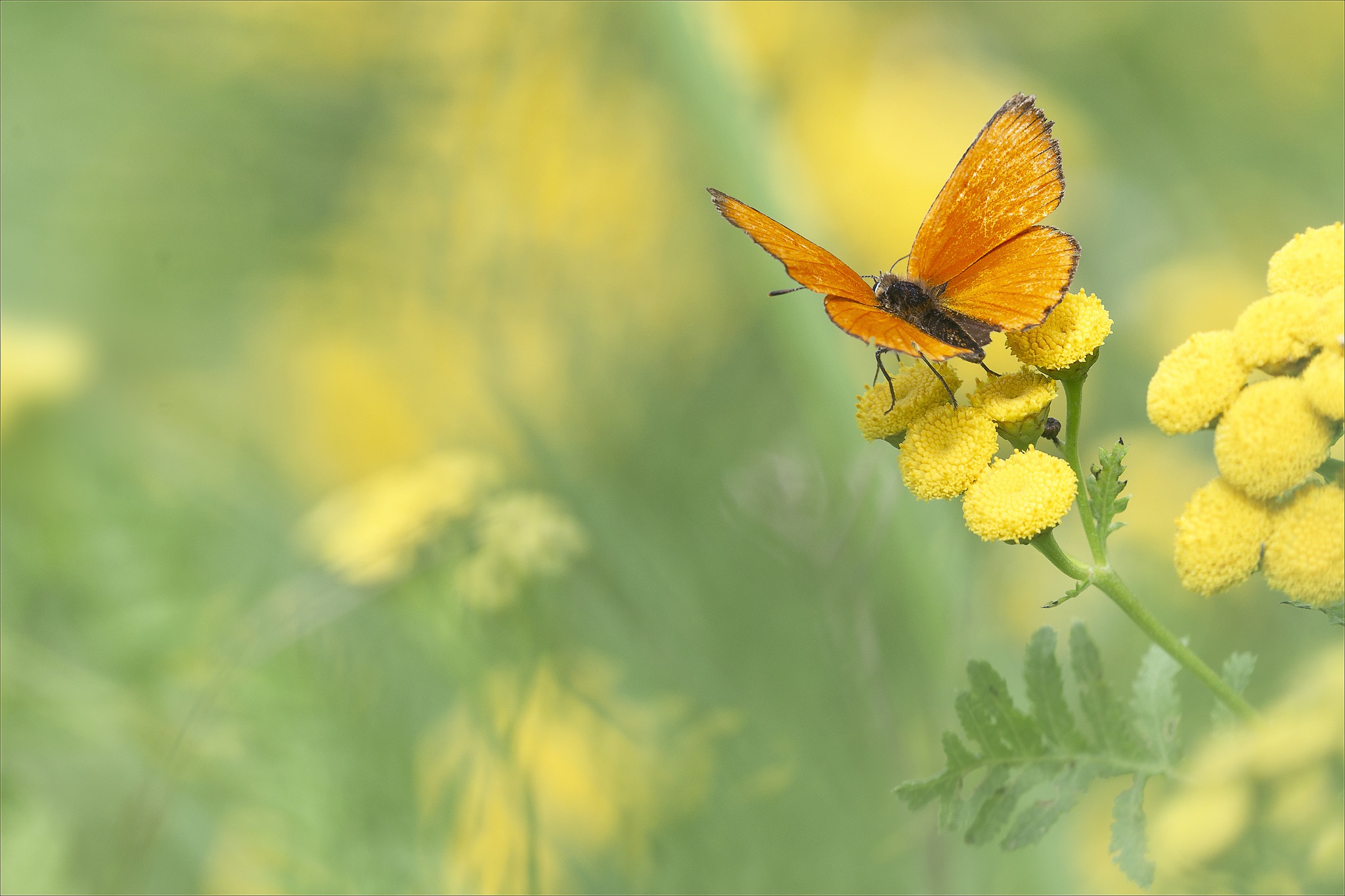 Handy-Wallpaper Tiere, Schmetterlinge, Makro, Insekt, Gelbe Blume kostenlos herunterladen.