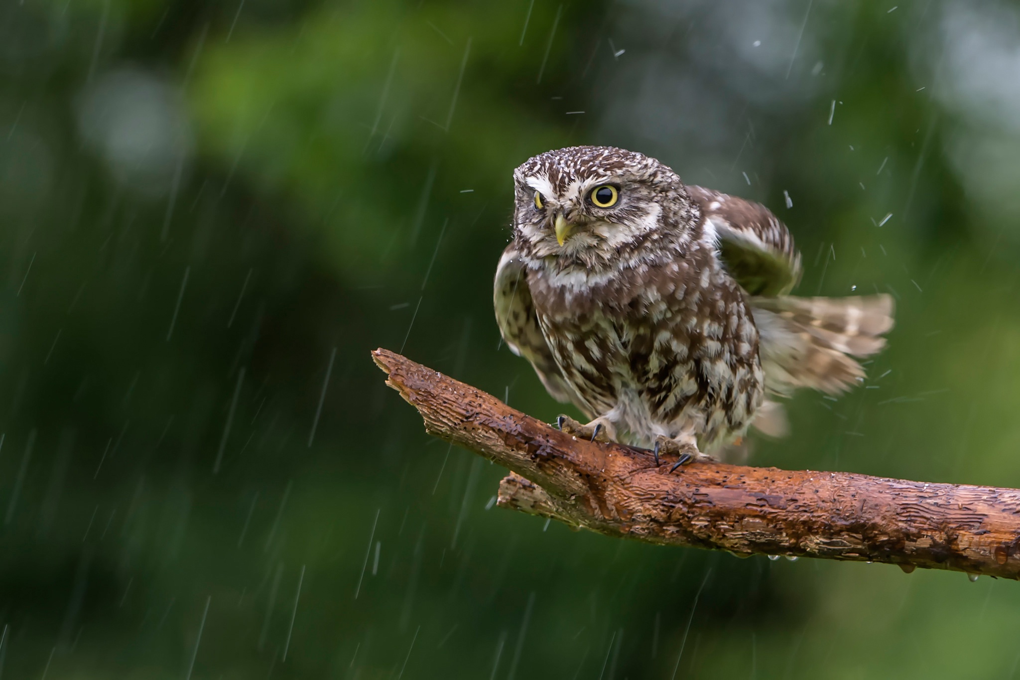 Laden Sie das Tiere, Vögel, Regen, Eule, Vogel-Bild kostenlos auf Ihren PC-Desktop herunter