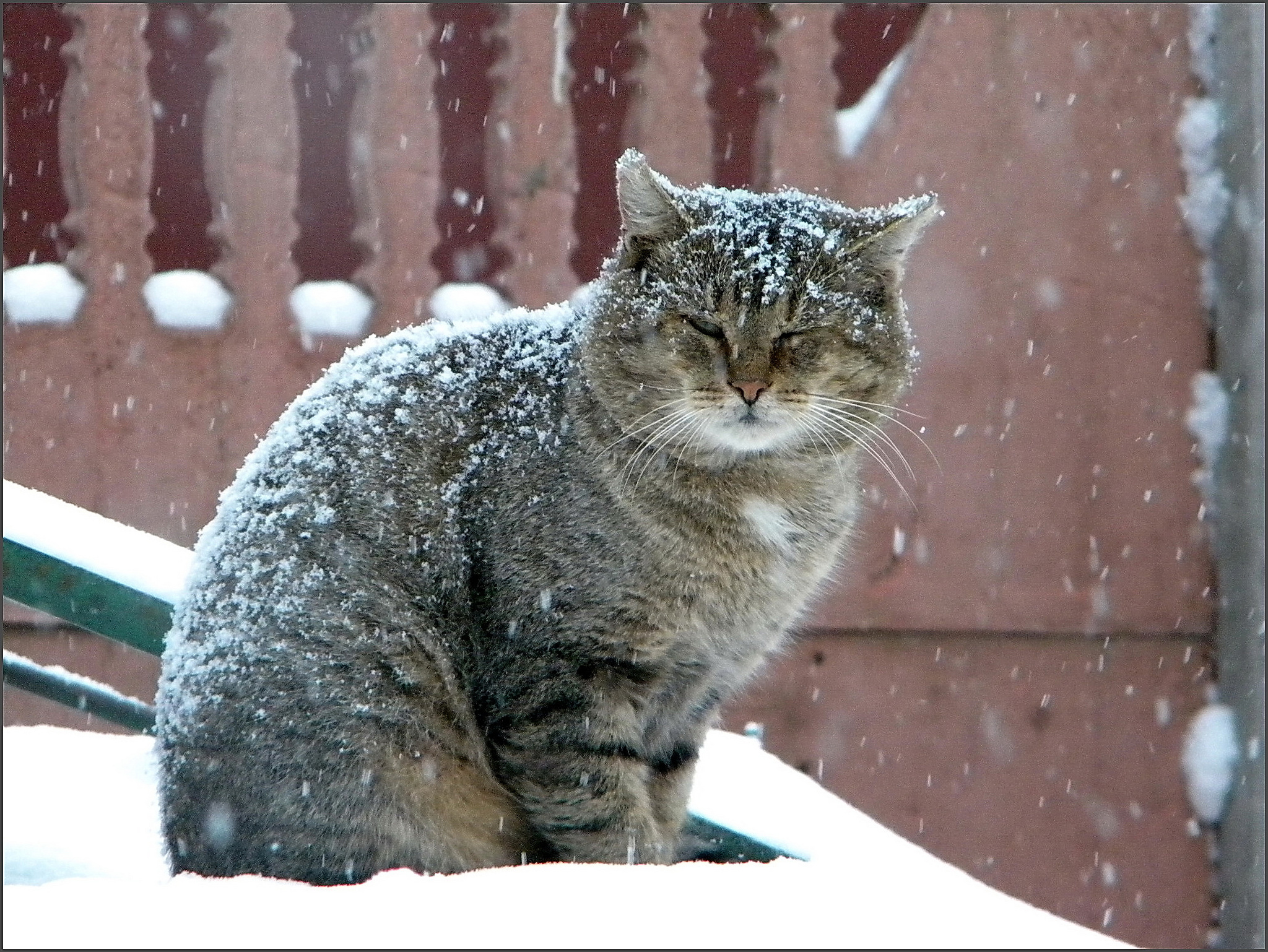 Descarga gratuita de fondo de pantalla para móvil de Gato, Gatos, Animales.