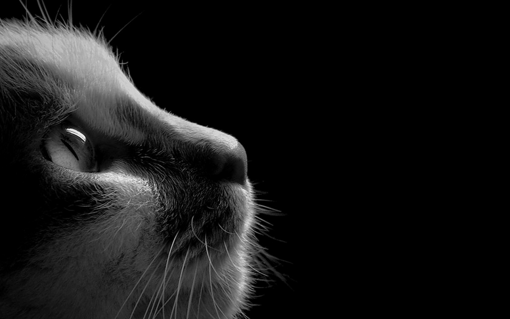 Download mobile wallpaper Cats, Cat, Animal for free.