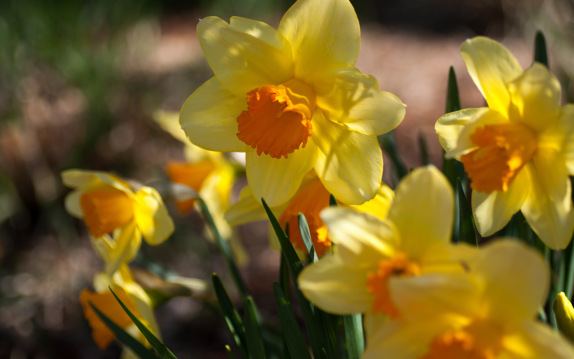 Free download wallpaper Flowers, Flower, Earth, Daffodil on your PC desktop