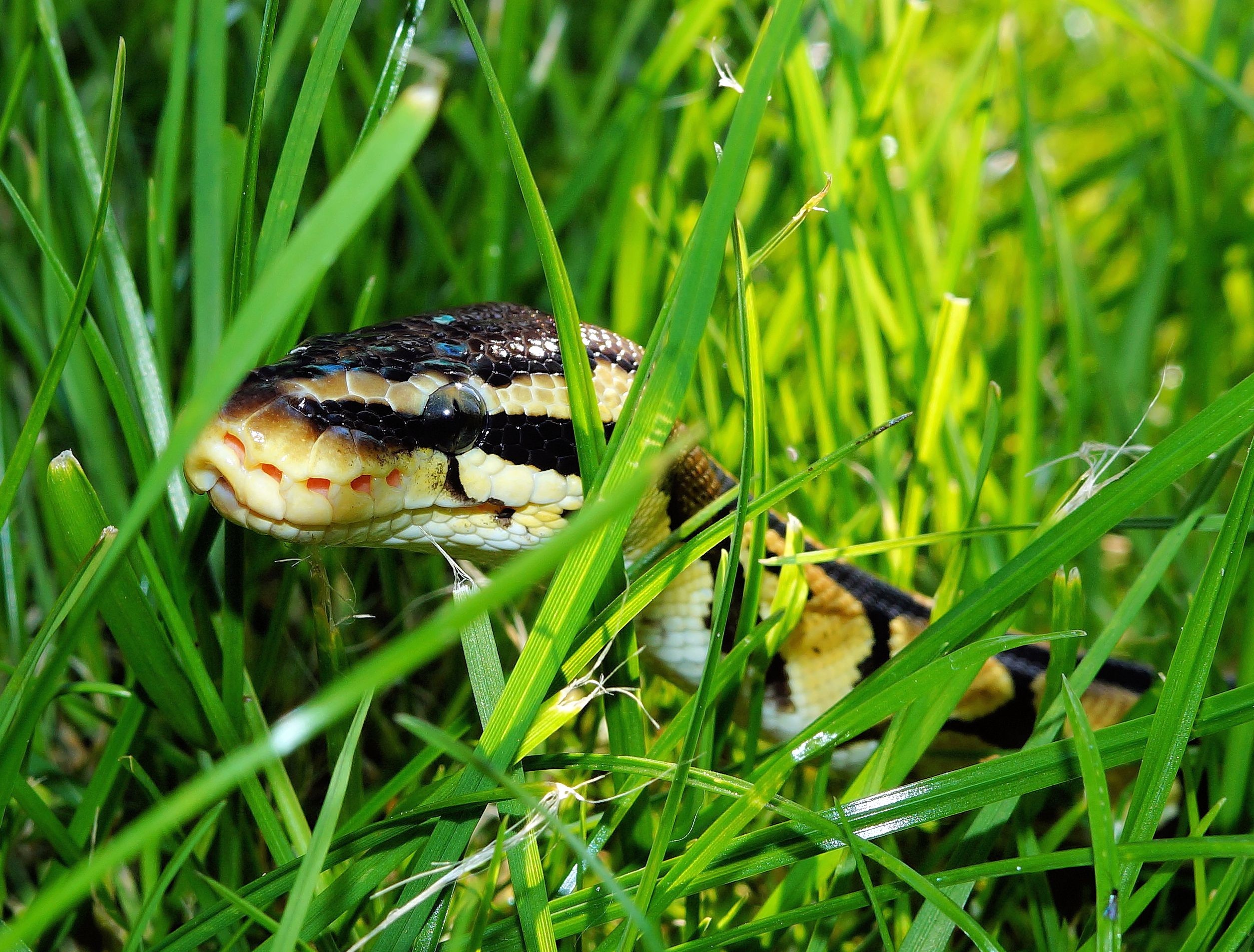 Free download wallpaper Animals, Grass, Reptile, Snake on your PC desktop