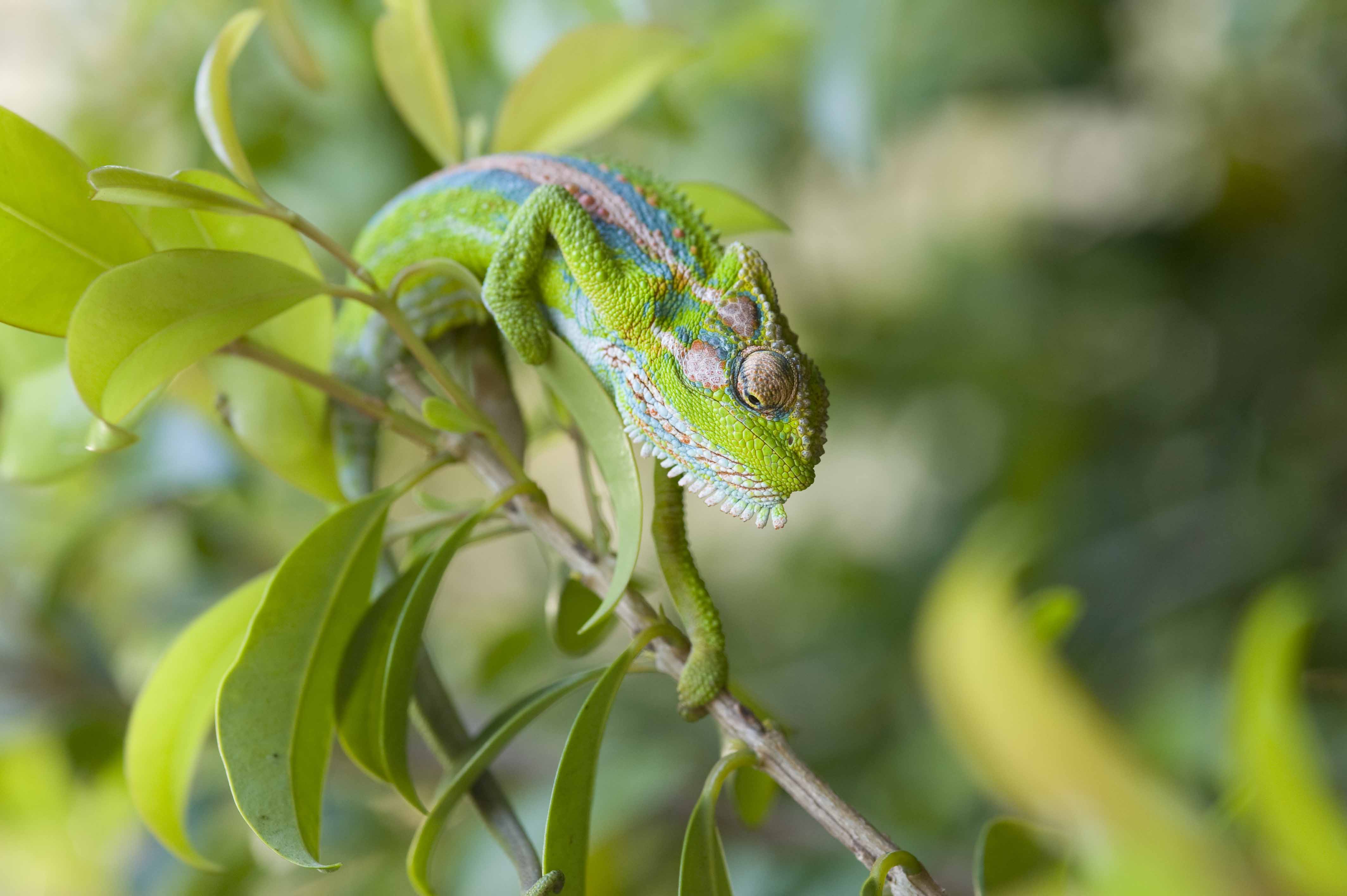 Download mobile wallpaper Chameleon, Reptiles, Animal for free.