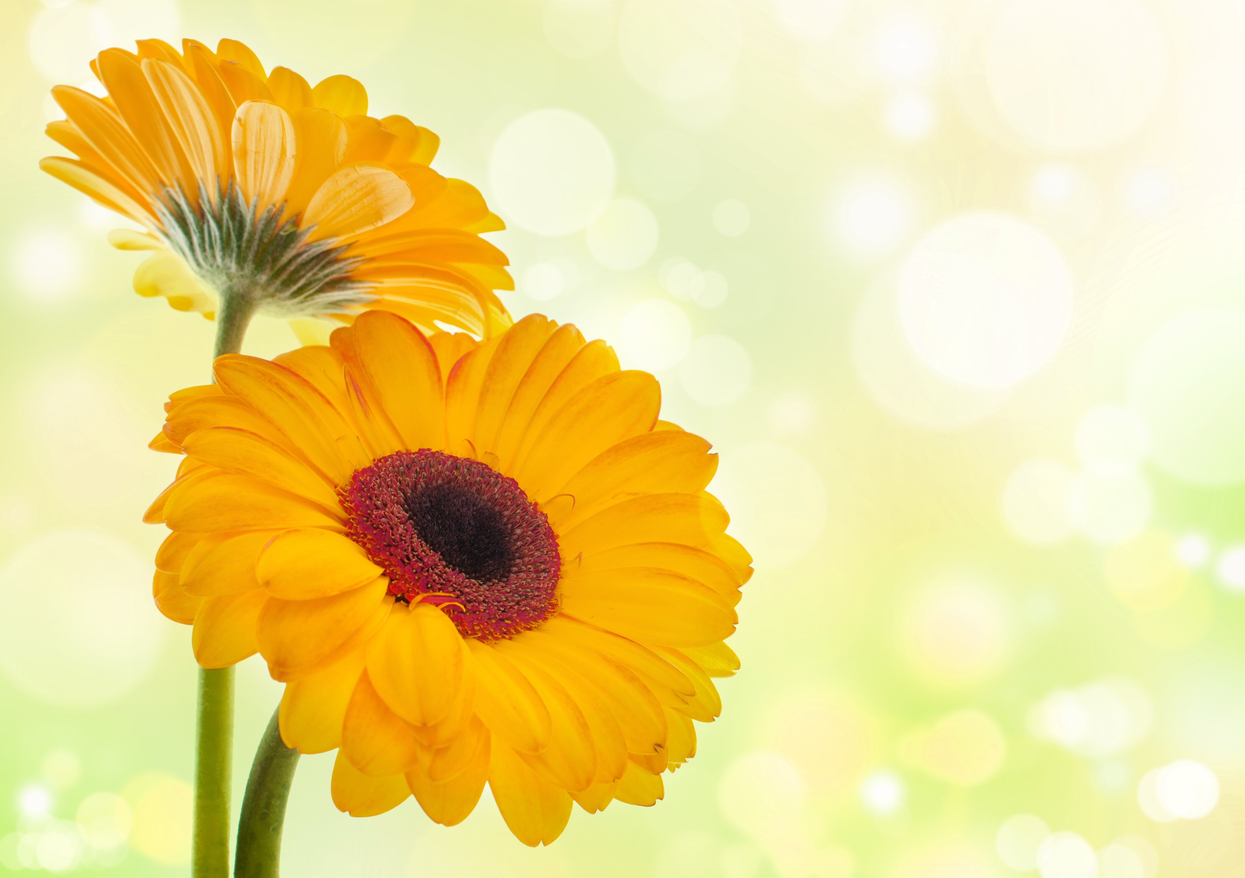 Laden Sie das Blumen, Gerbera, Nahansicht, Gelbe Blume, Erde/natur-Bild kostenlos auf Ihren PC-Desktop herunter