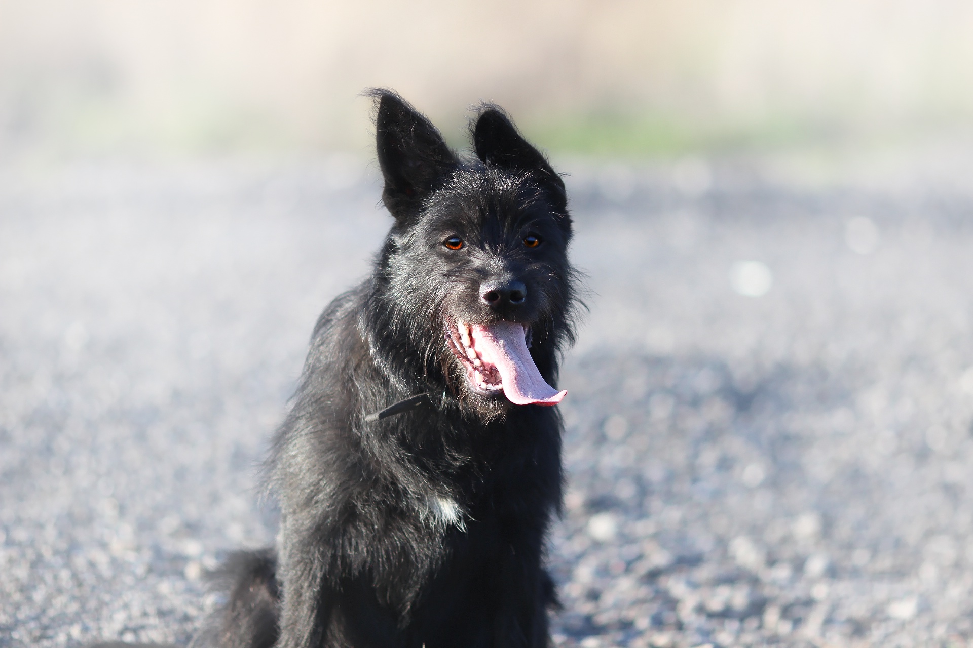 Handy-Wallpaper Tiere, Hunde, Hund kostenlos herunterladen.