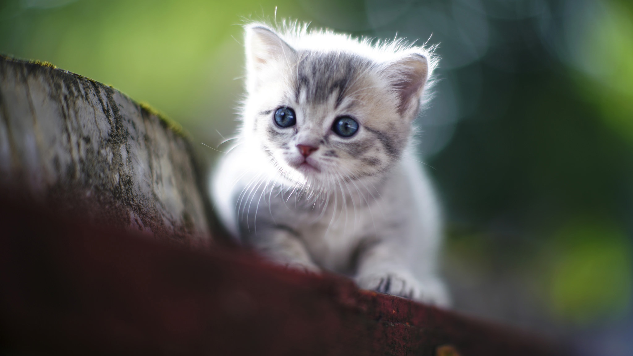 Download mobile wallpaper Cats, Cat, Animal, Puppy, Blue Eyes, Baby Animal for free.