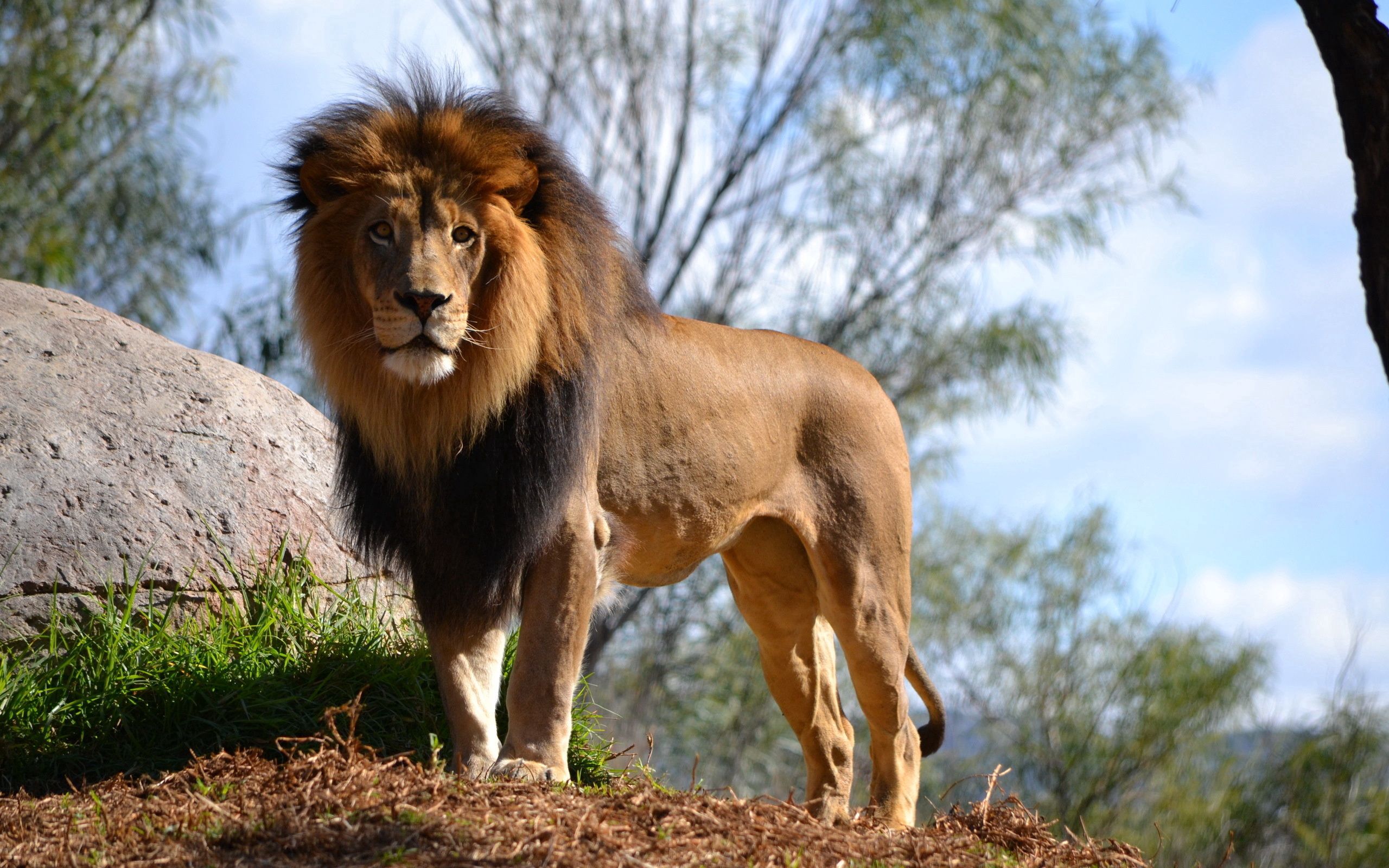 156796 baixar imagens animais, leão, um leão, predator, predador, gato grande - papéis de parede e protetores de tela gratuitamente