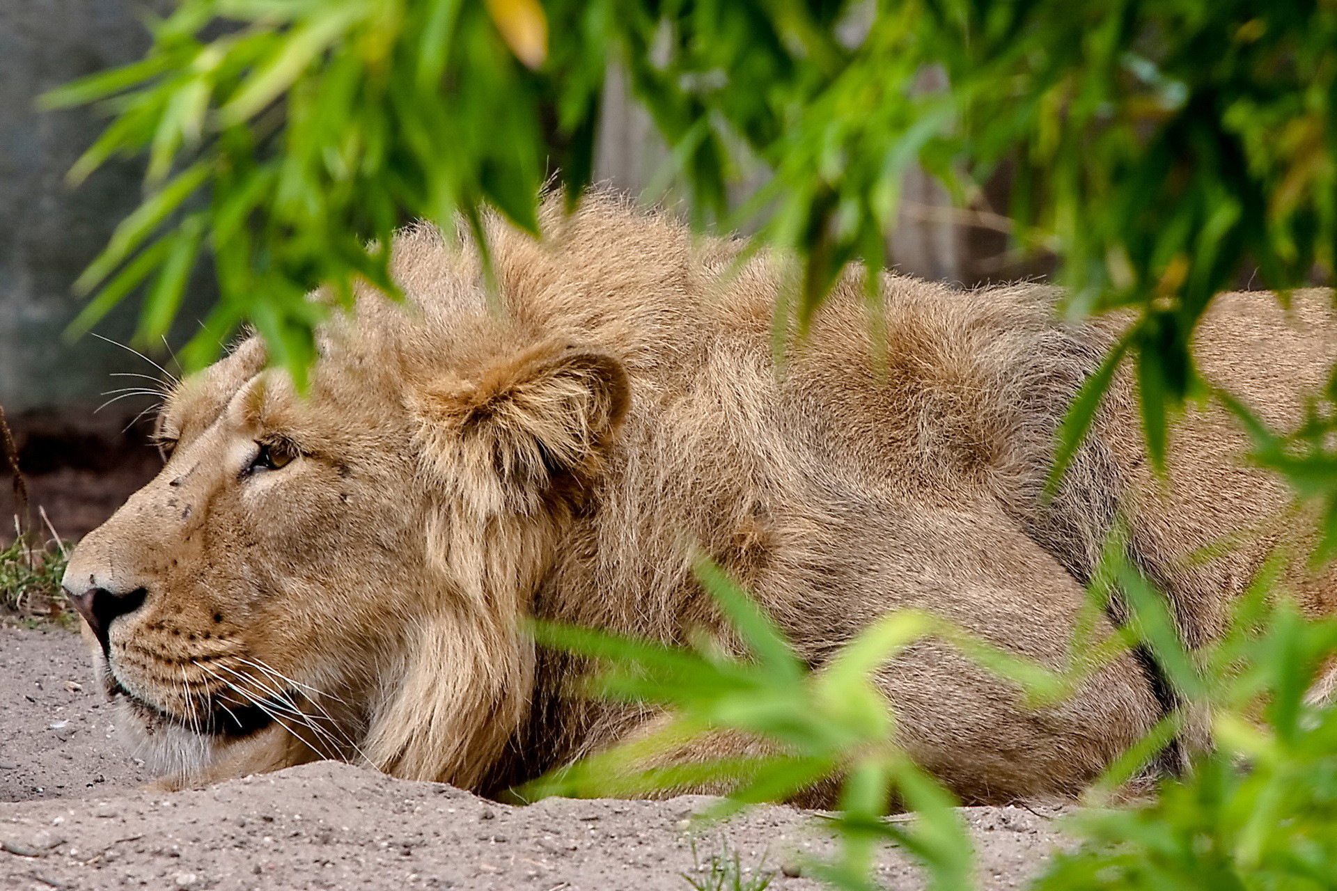 Free download wallpaper Cats, Lion, Animal on your PC desktop