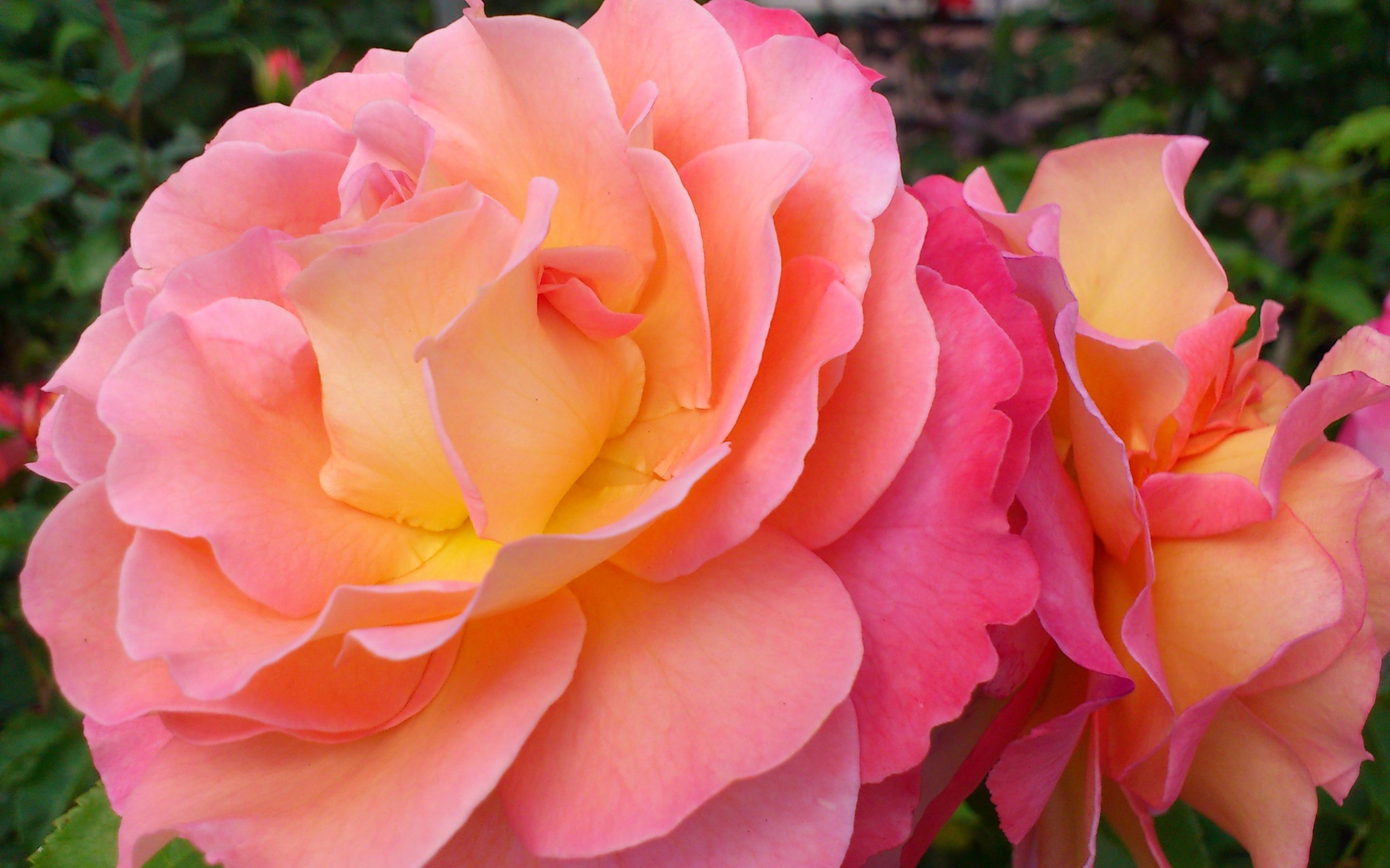 Téléchargez gratuitement l'image Fleurs, Rose, Fleur, Terre/nature, Fleur Rose sur le bureau de votre PC