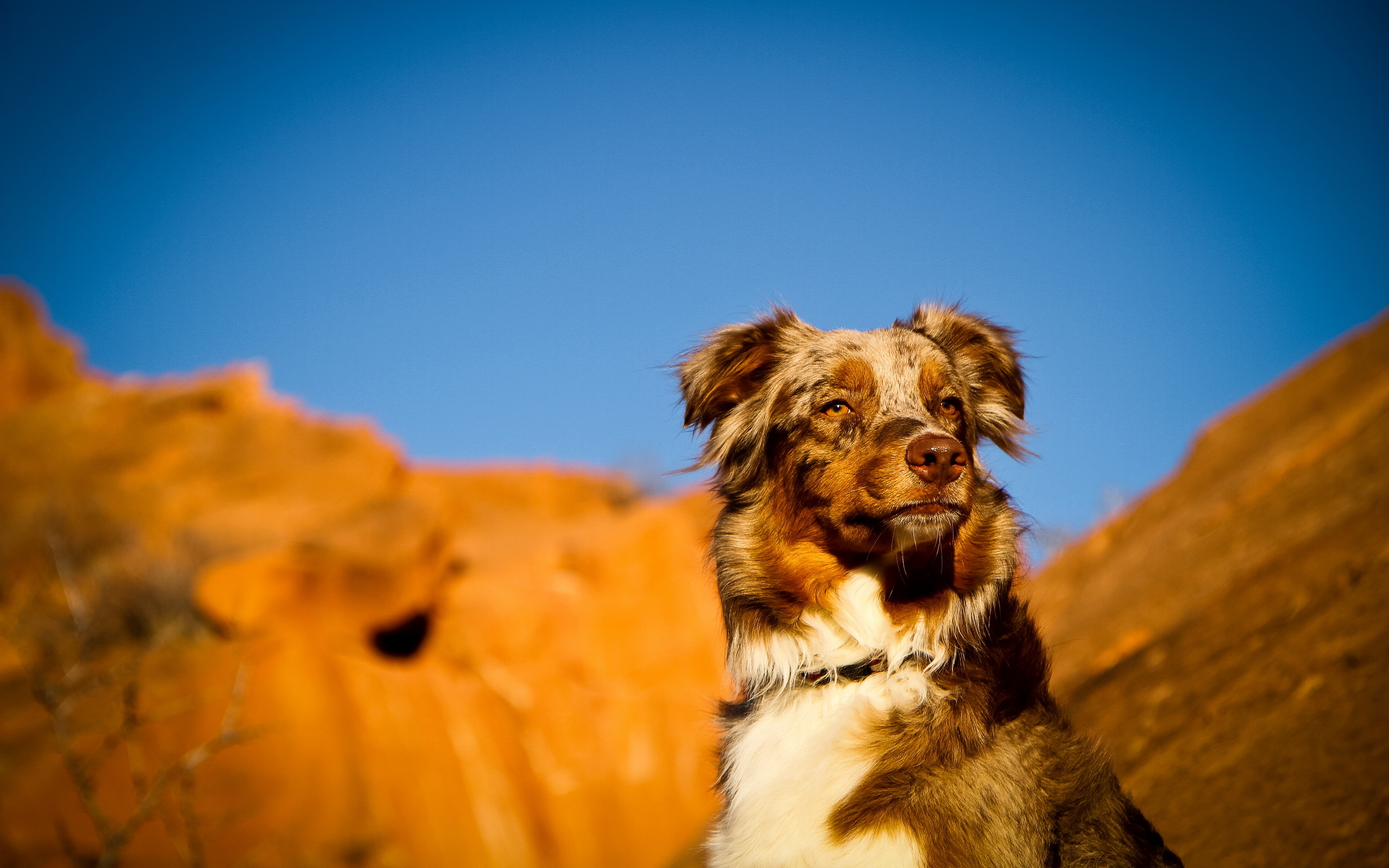 Handy-Wallpaper Hunde, Hund, Tiere kostenlos herunterladen.