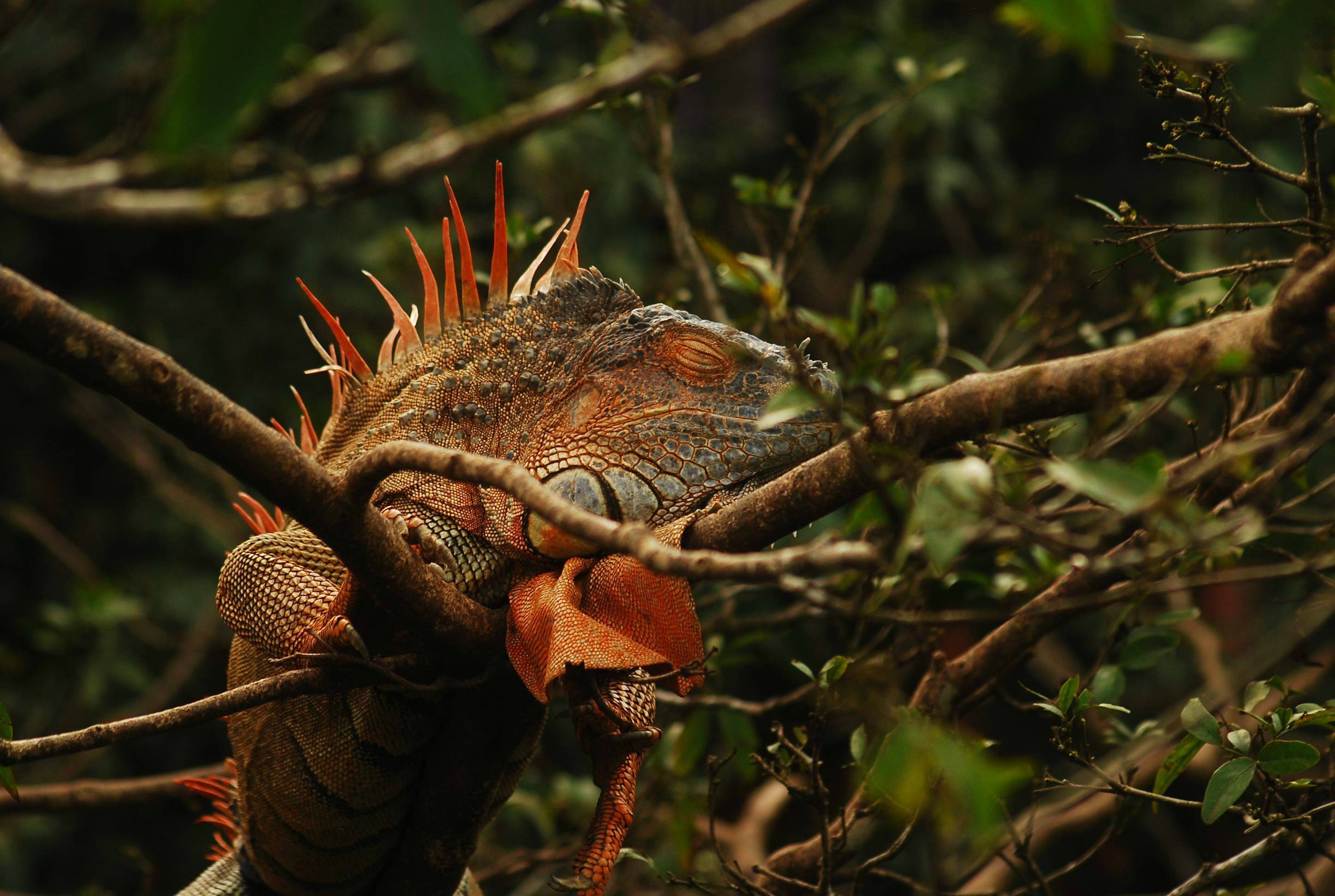 288671 Papéis de parede e Iguana imagens na área de trabalho. Baixe os protetores de tela  no PC gratuitamente