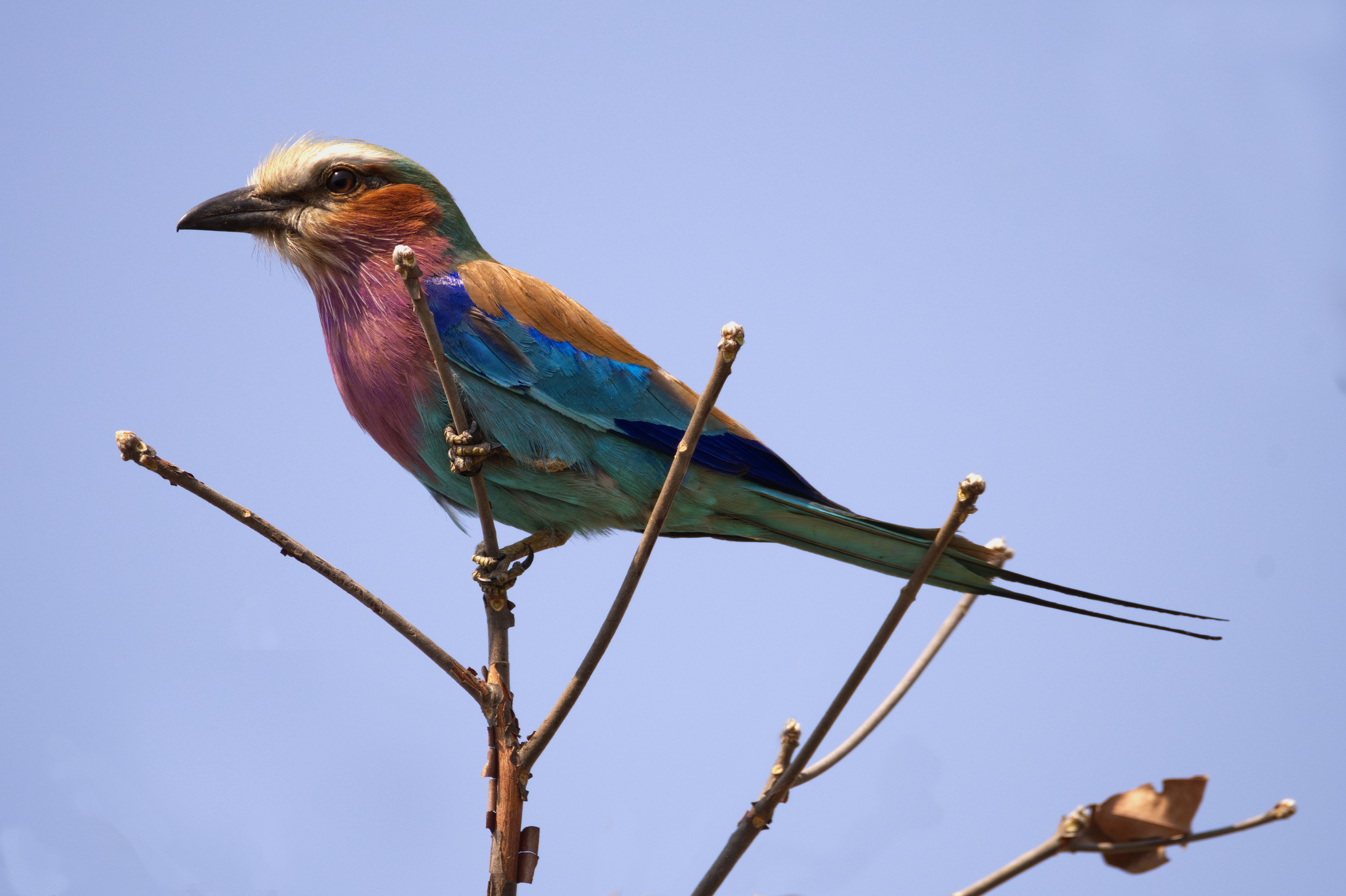 animal, lilac breasted roller, bird, kafue national park, roller, birds