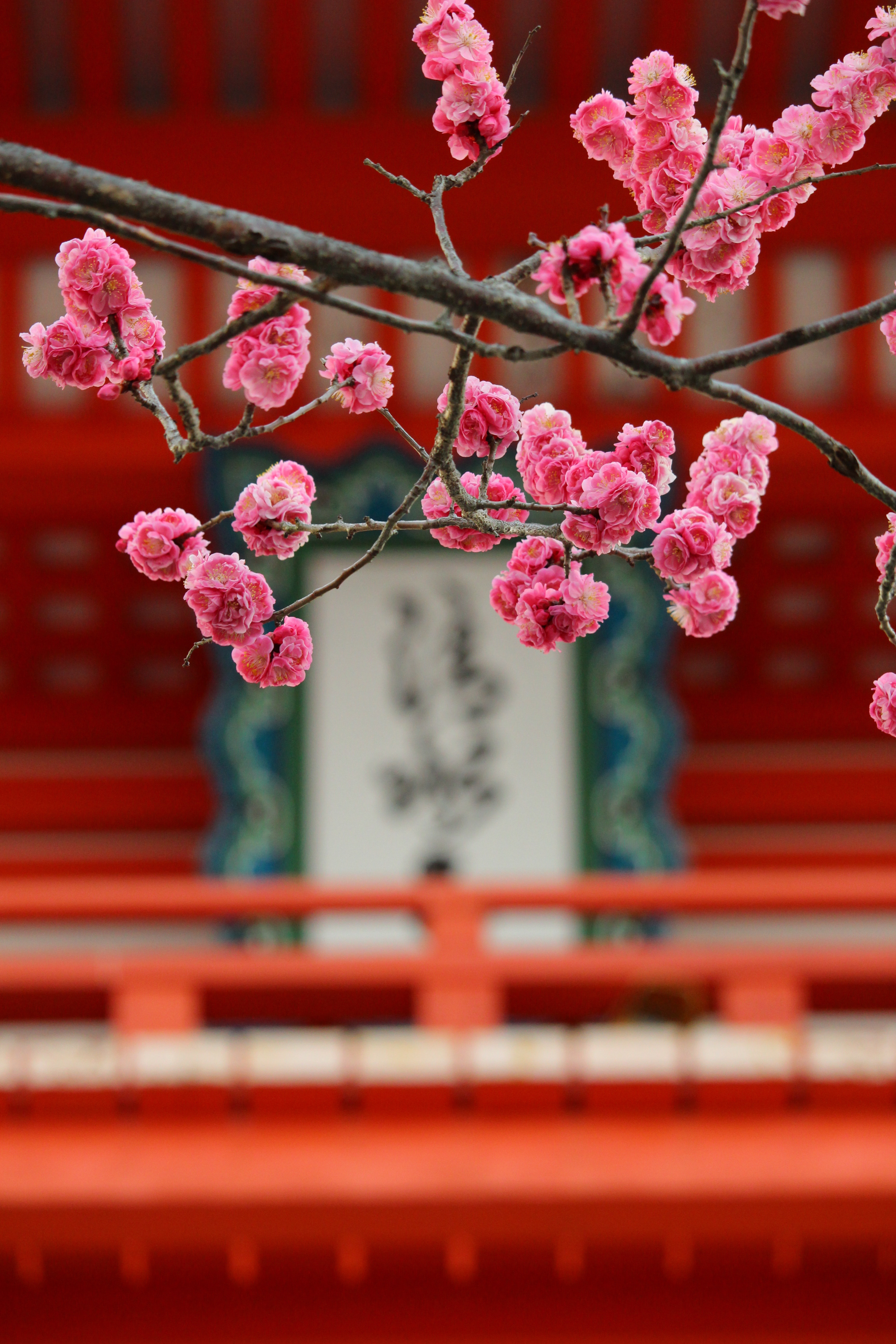 sakura, blur, flowers, pink, smooth, bloom, flowering mobile wallpaper