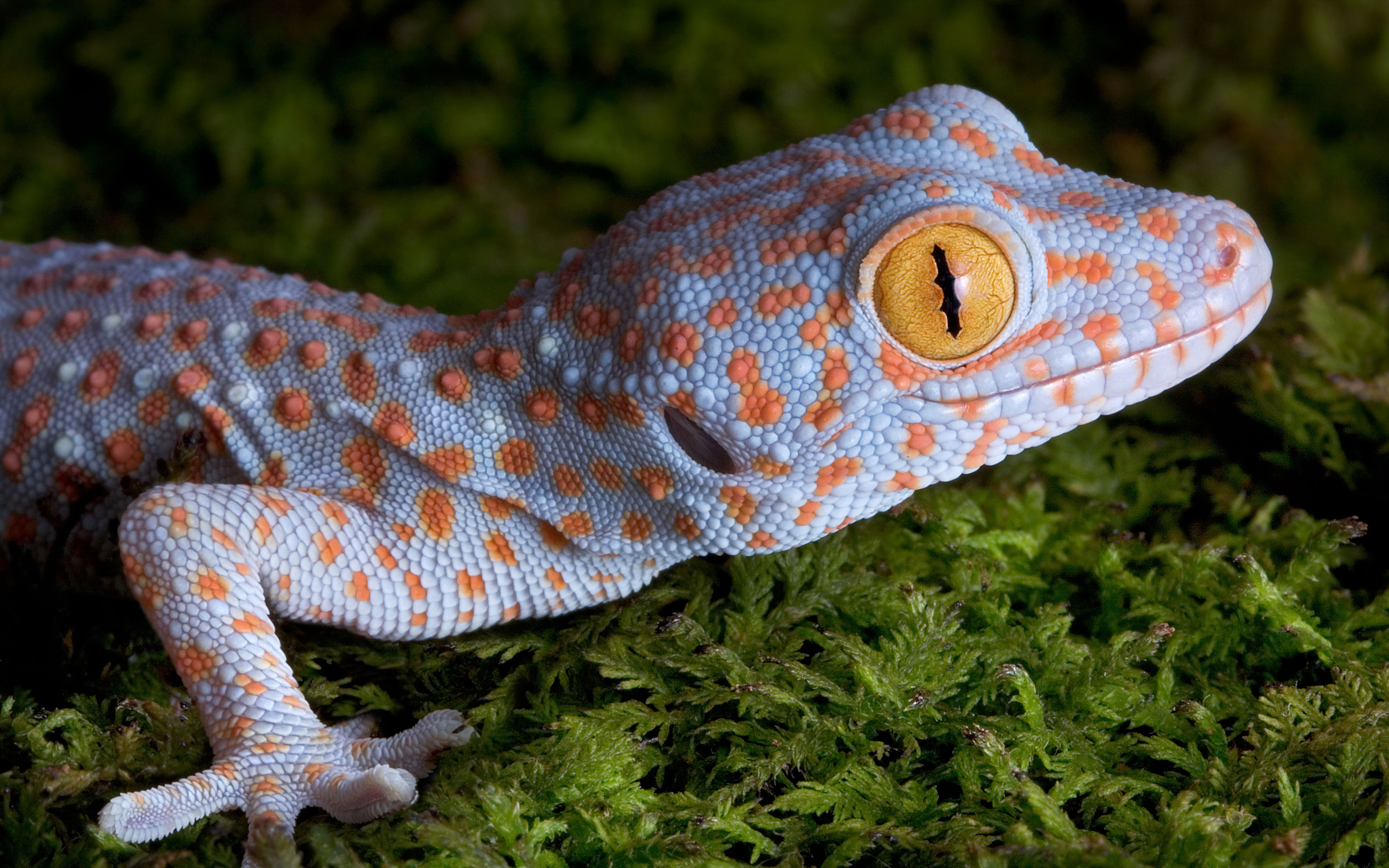 Die besten Tokay Gecko-Hintergründe für den Telefonbildschirm