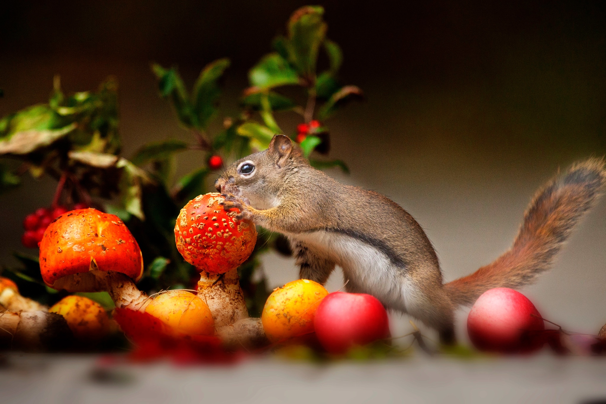 Free download wallpaper Squirrel, Animal, Mushroom, Rodent on your PC desktop