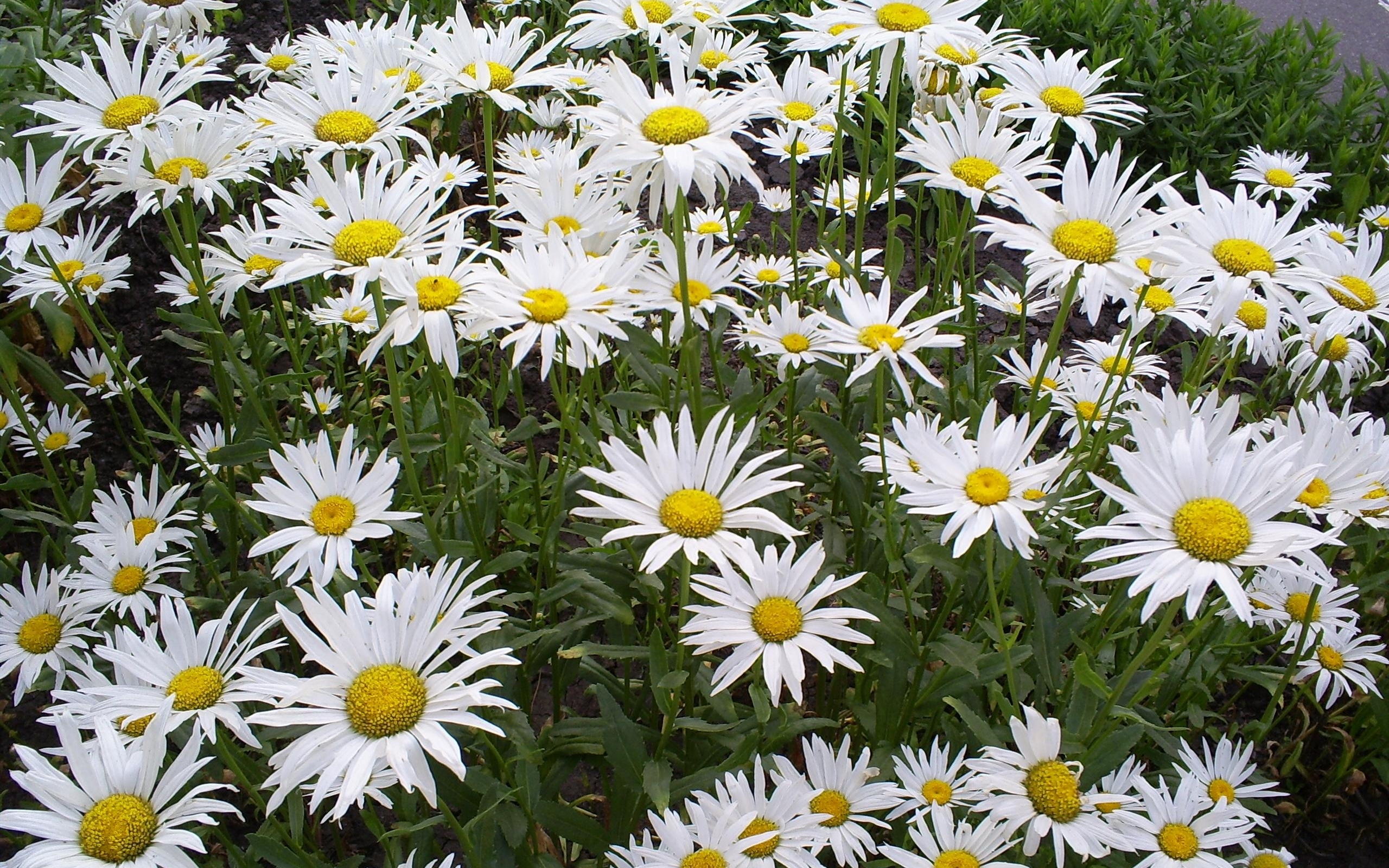 Free download wallpaper Plants, Background, Flowers, Camomile on your PC desktop
