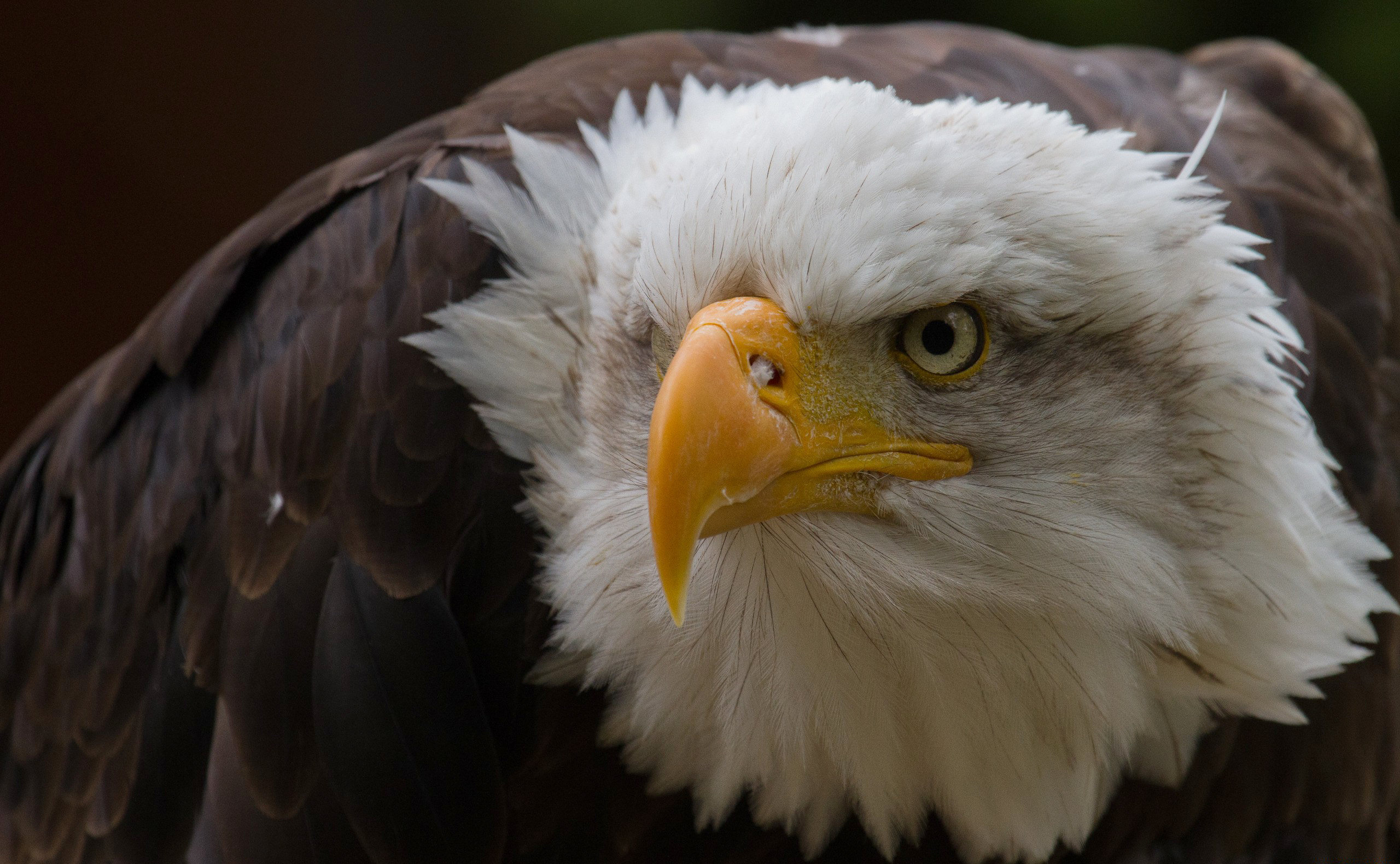 Handy-Wallpaper Tiere, Weißkopfseeadler kostenlos herunterladen.