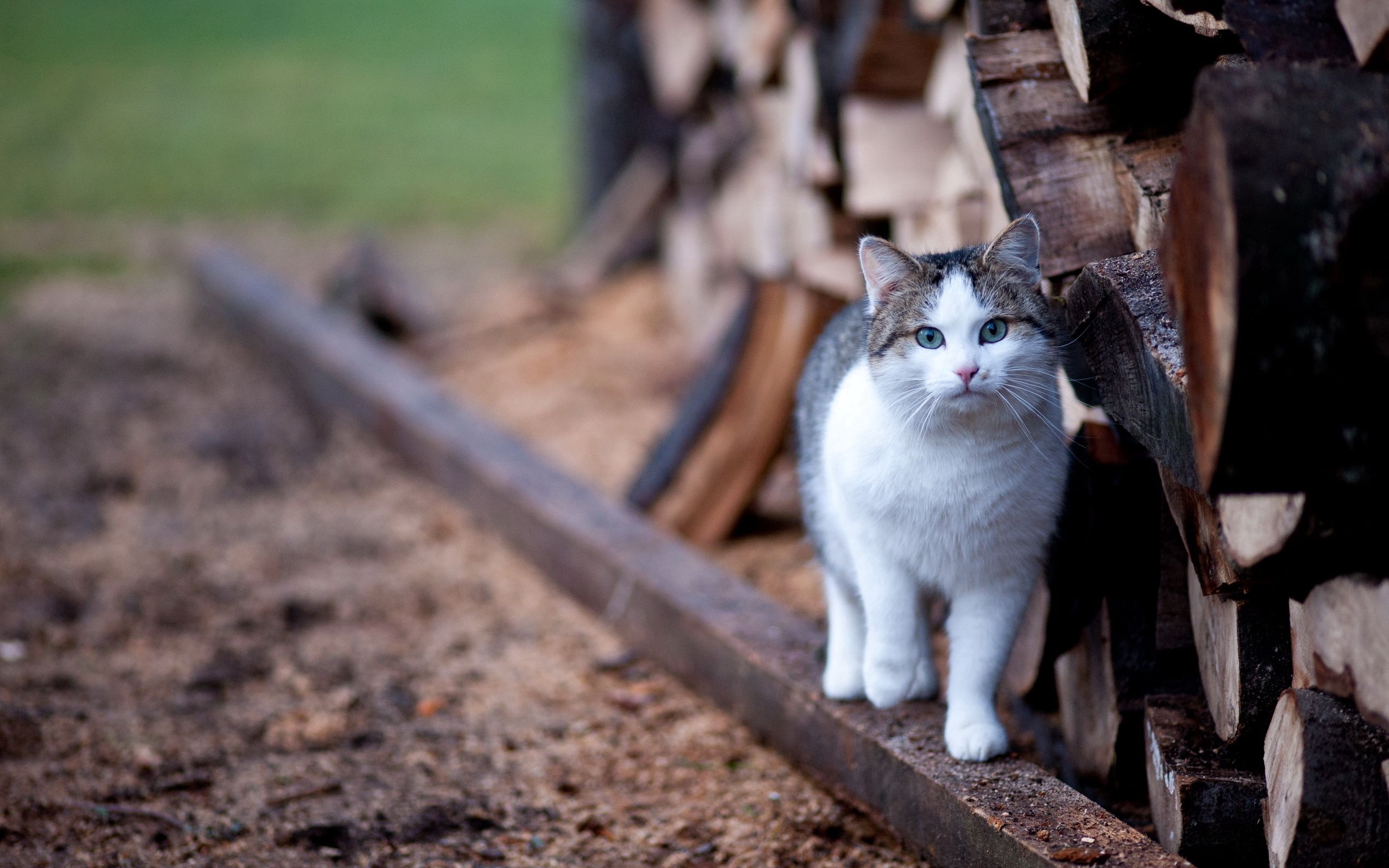 Free download wallpaper Animals, Fence, Stroll, Cat on your PC desktop