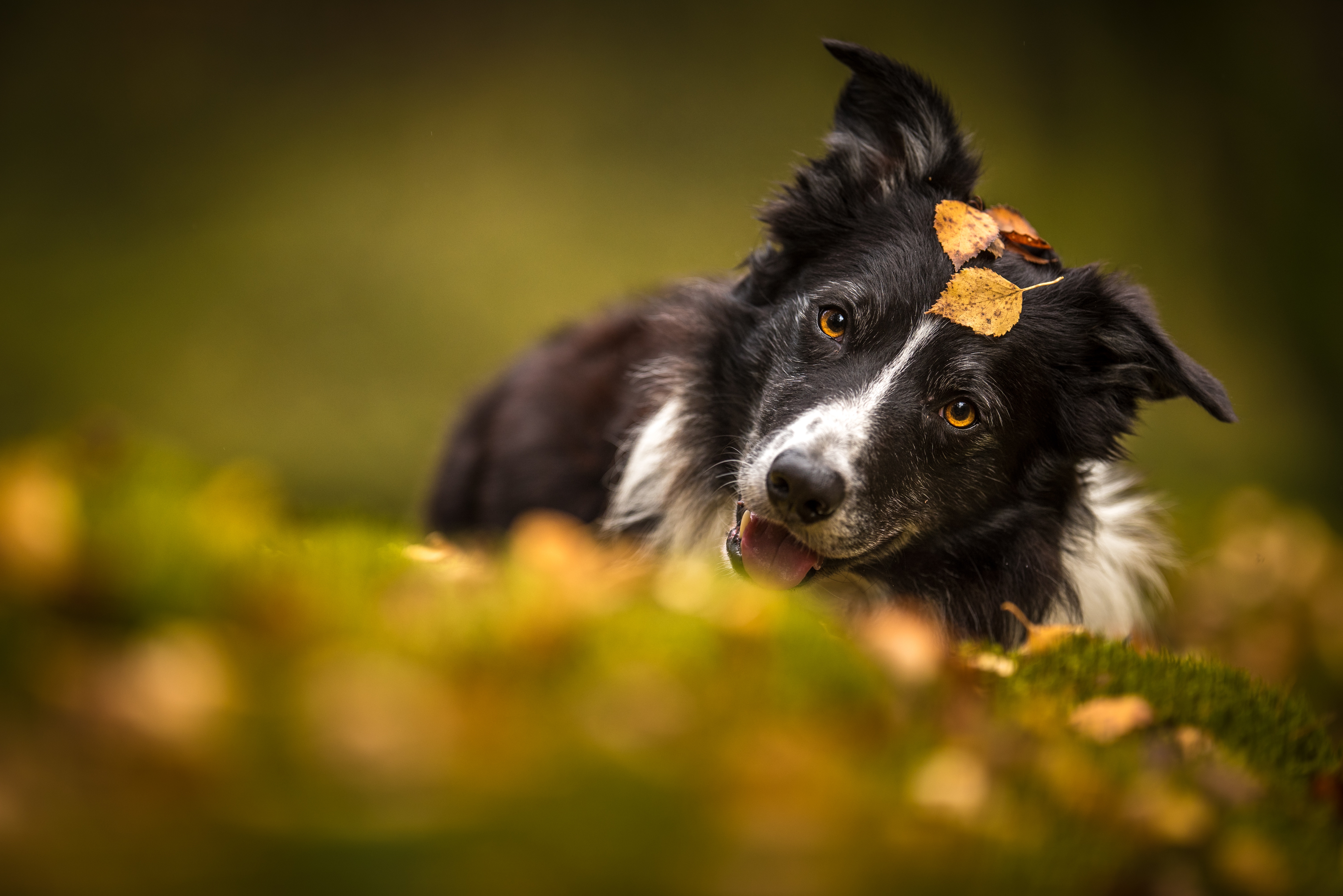 Descarga gratis la imagen Animales, Perros, Perro, Collie De La Frontera en el escritorio de tu PC