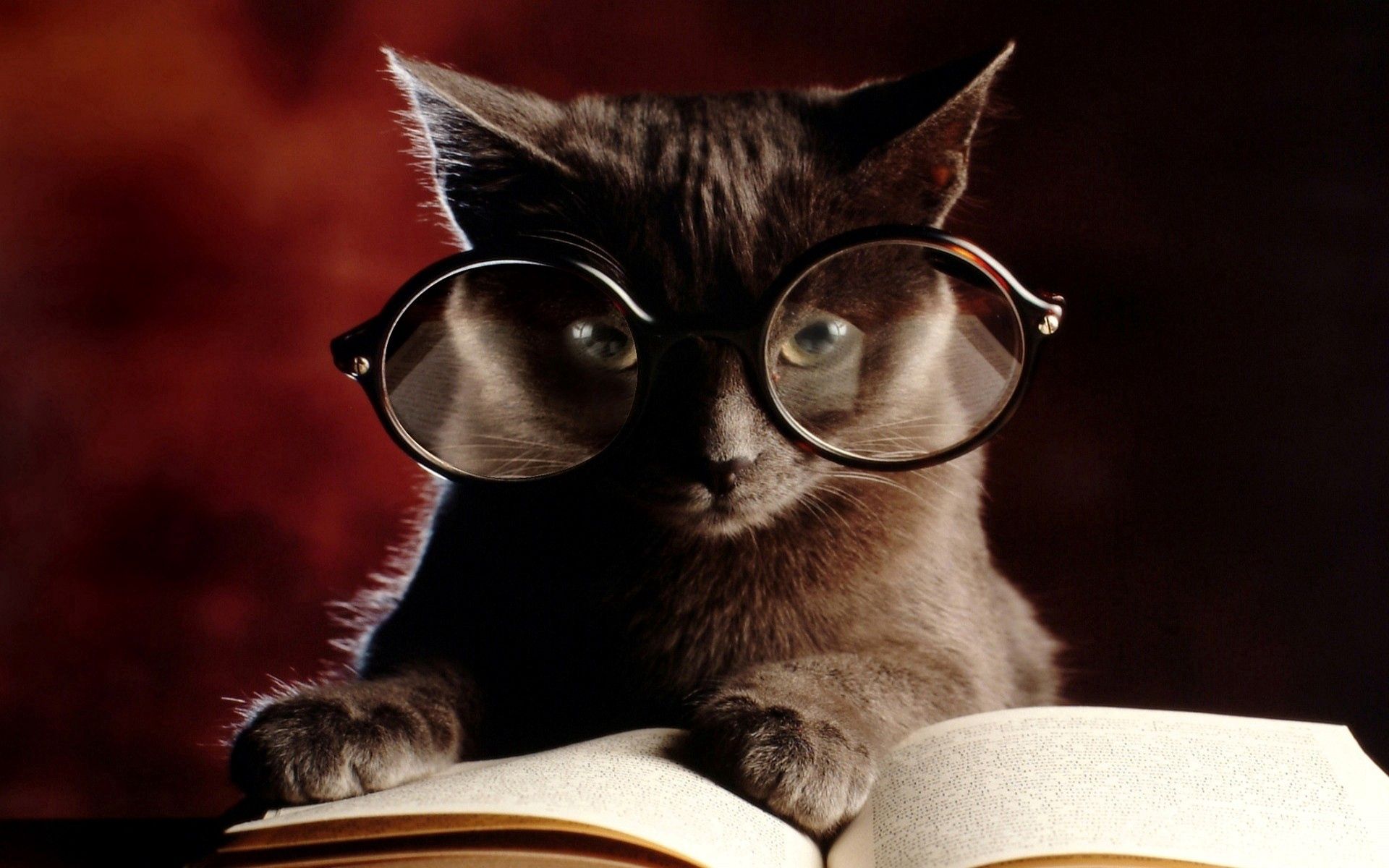 Baixar papel de parede para celular de Gato, Livro, Óculos, Copos, Animais gratuito.