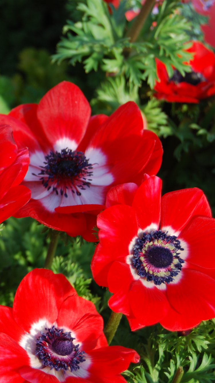 Download mobile wallpaper Nature, Flowers, Flower, Close Up, Earth, Anemone, Red Flower for free.