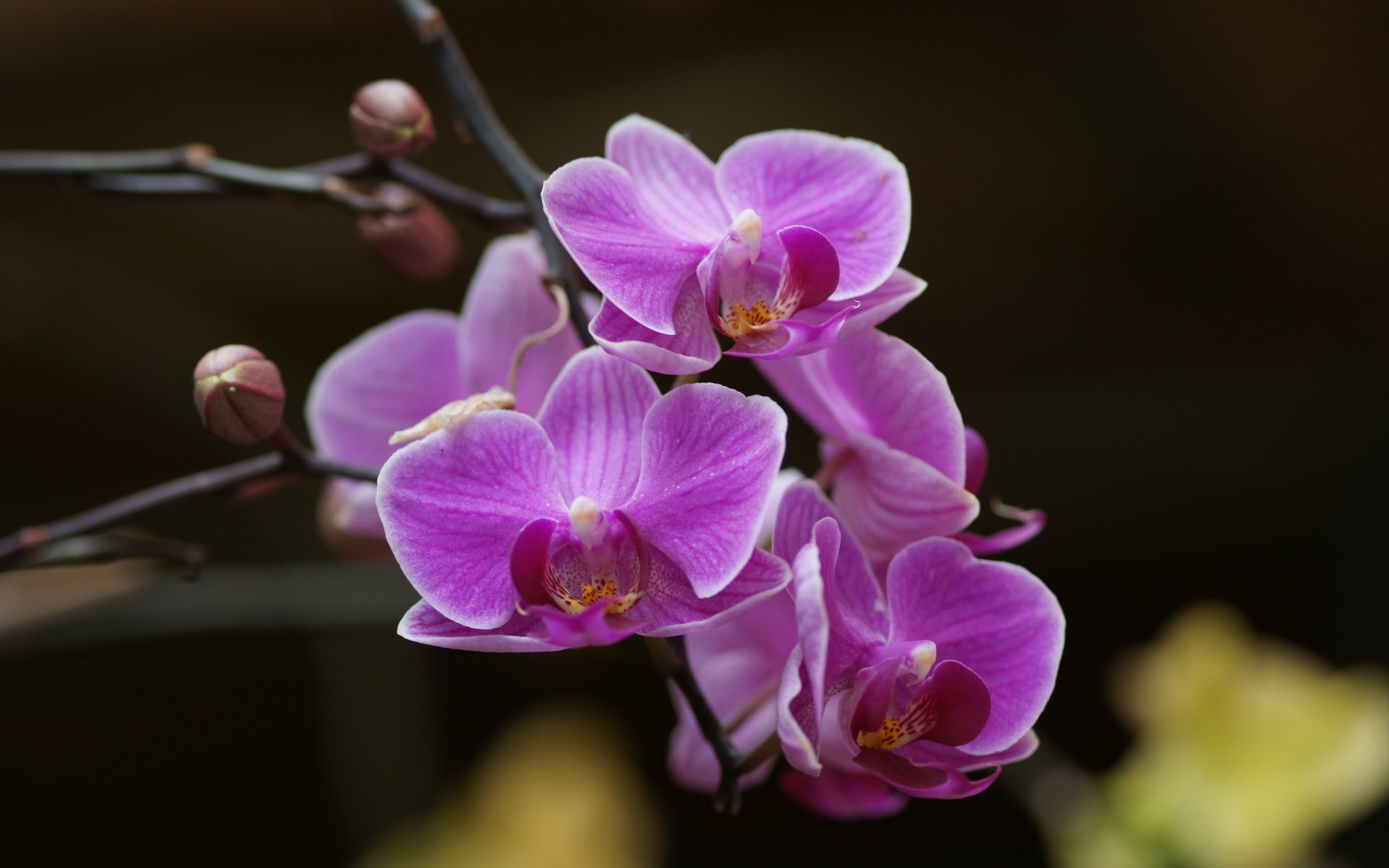 Téléchargez gratuitement l'image Orchidée, Fleurs, Fleur, Terre/nature sur le bureau de votre PC