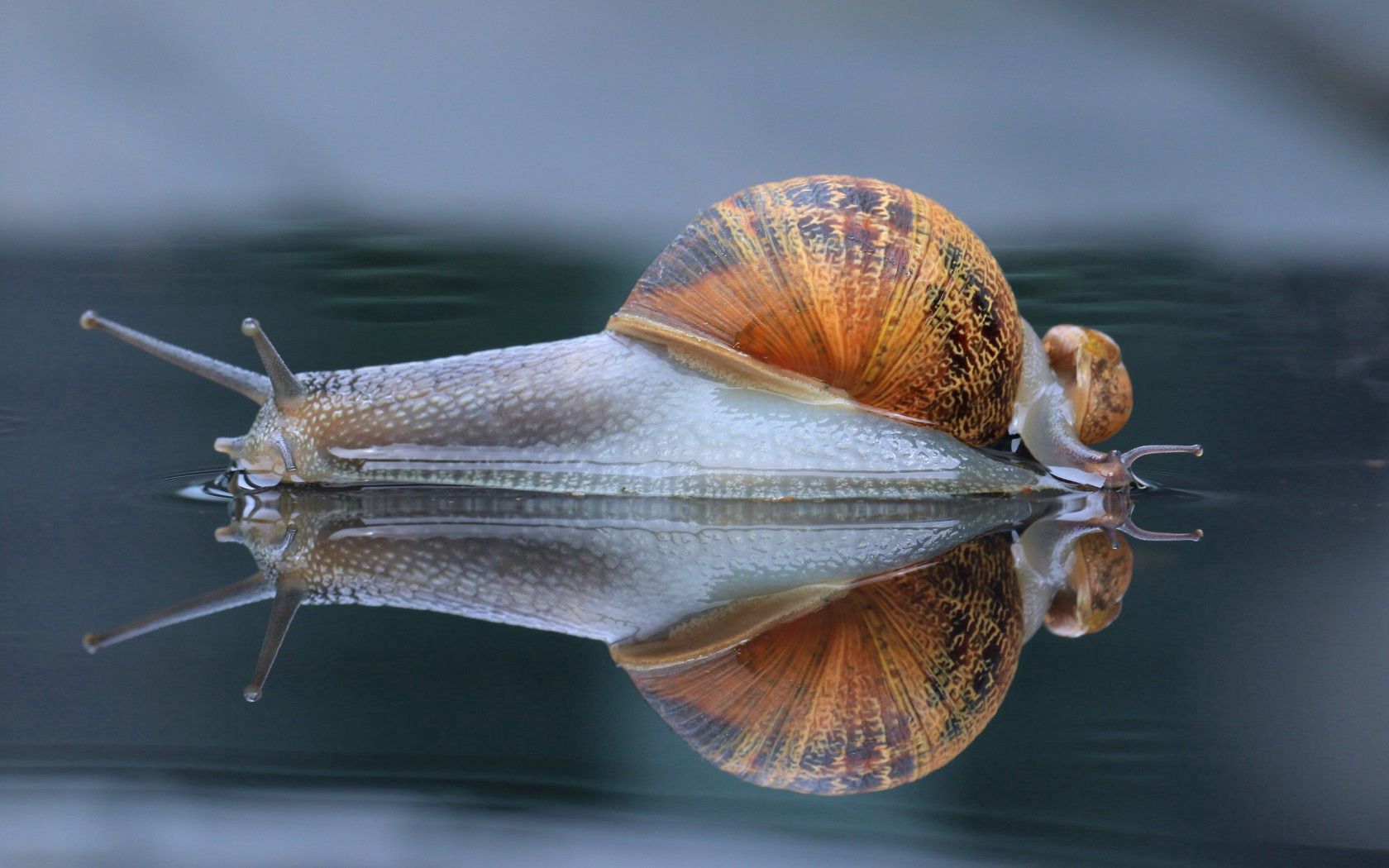 Download mobile wallpaper Reflection, Macro, Carapace, Animals, Shell, Snail for free.