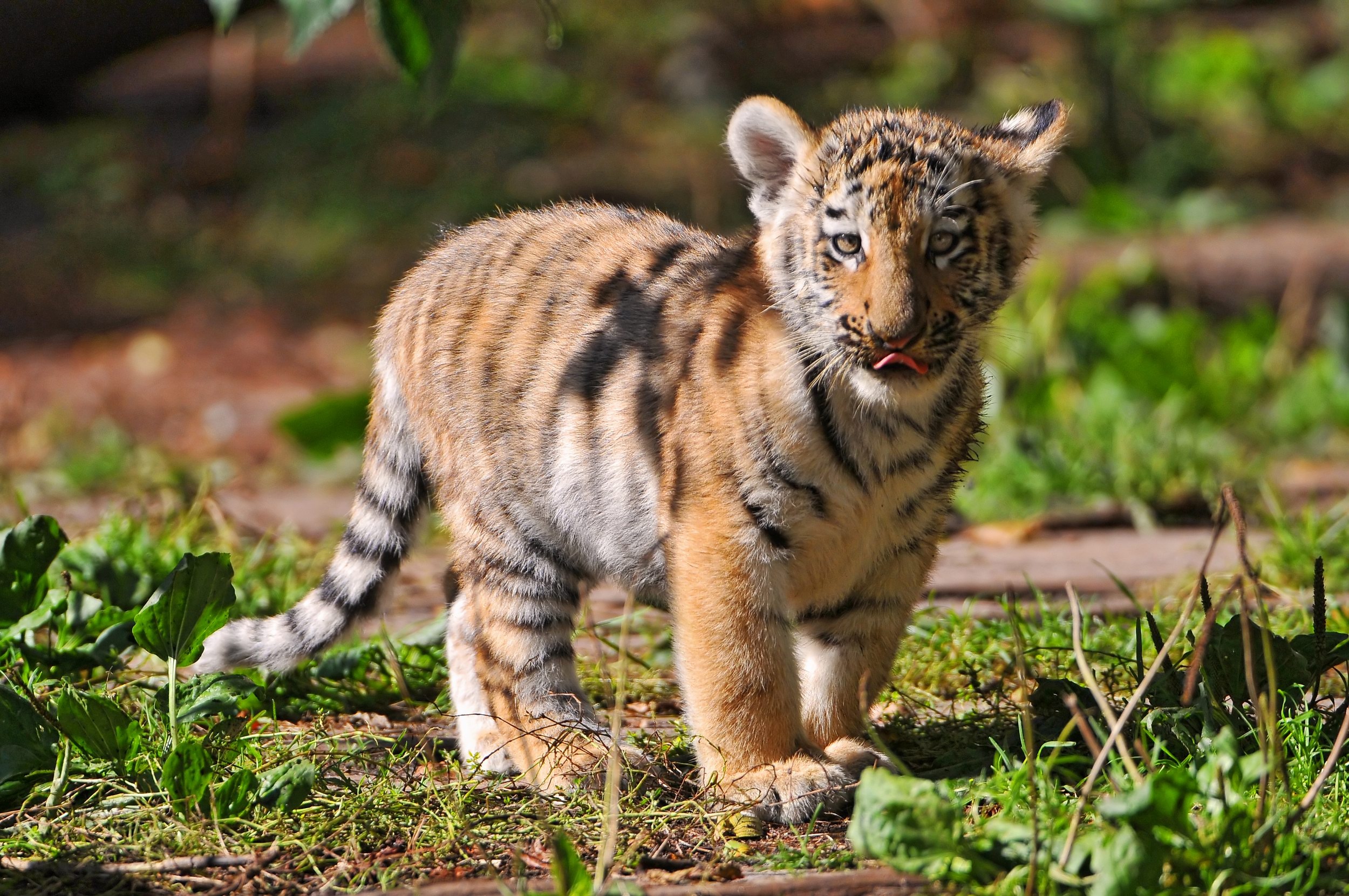 Handy-Wallpaper Tiere, Katzen, Tiger kostenlos herunterladen.