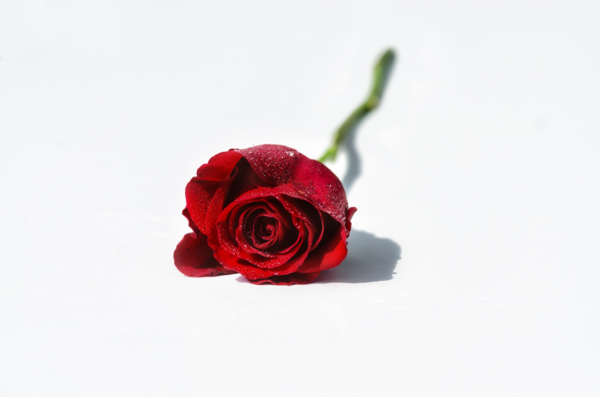 Download mobile wallpaper Flowers, Flower, Rose, Earth, Red Rose, Red Flower for free.