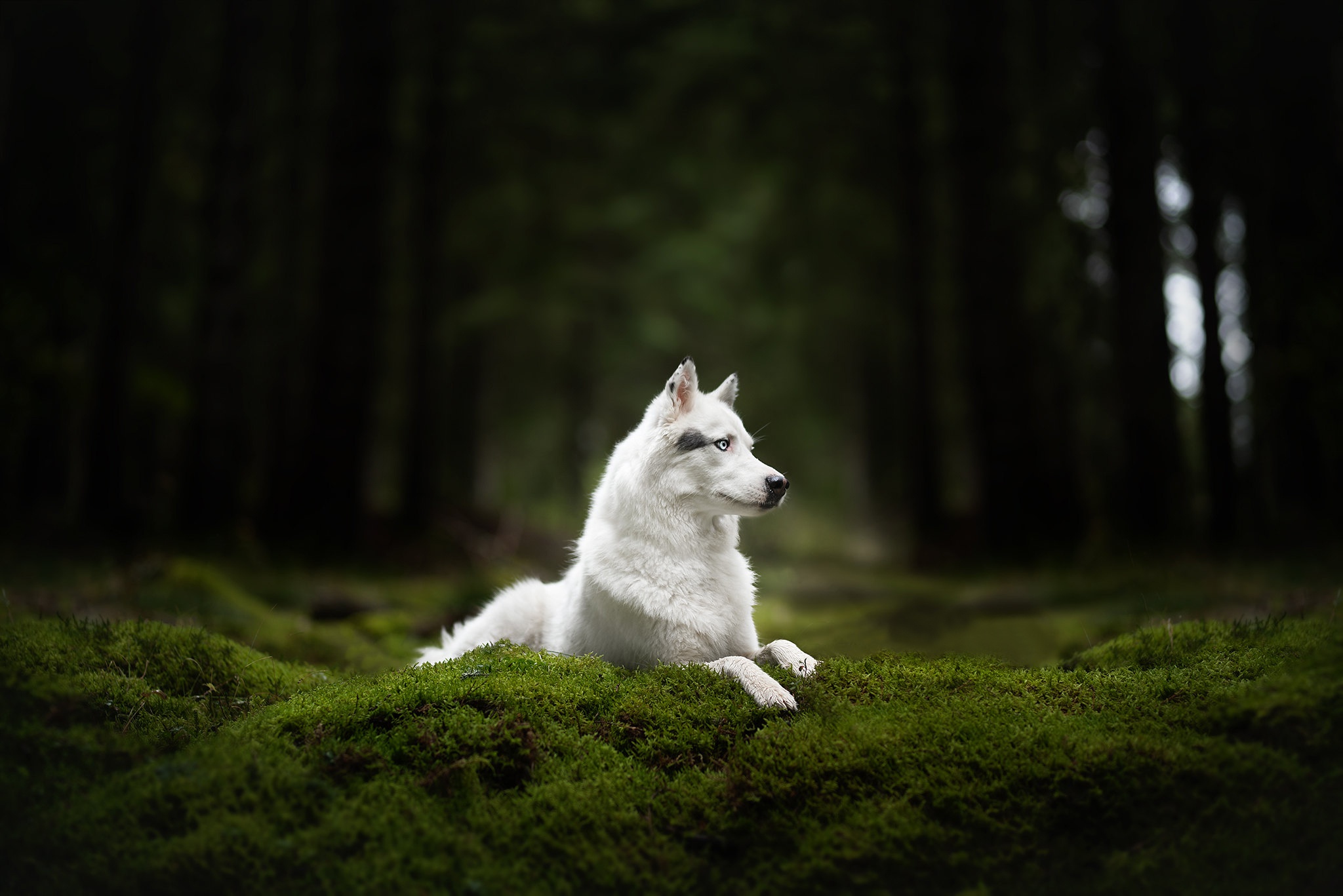 473626 descargar imagen perro lobo, animales, perro, musgo, perros: fondos de pantalla y protectores de pantalla gratis