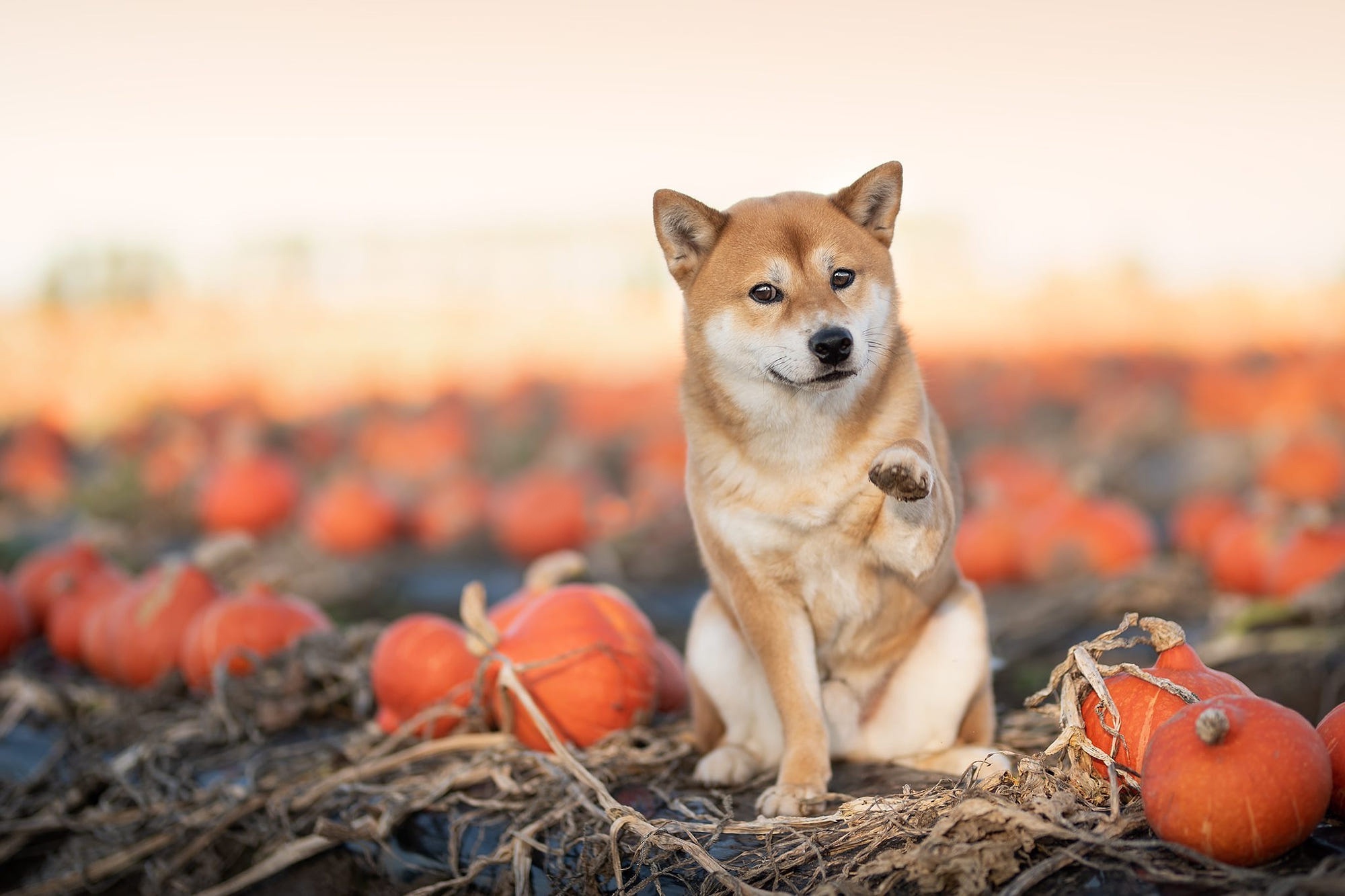 Laden Sie das Tiere, Hunde, Shiba Inu-Bild kostenlos auf Ihren PC-Desktop herunter